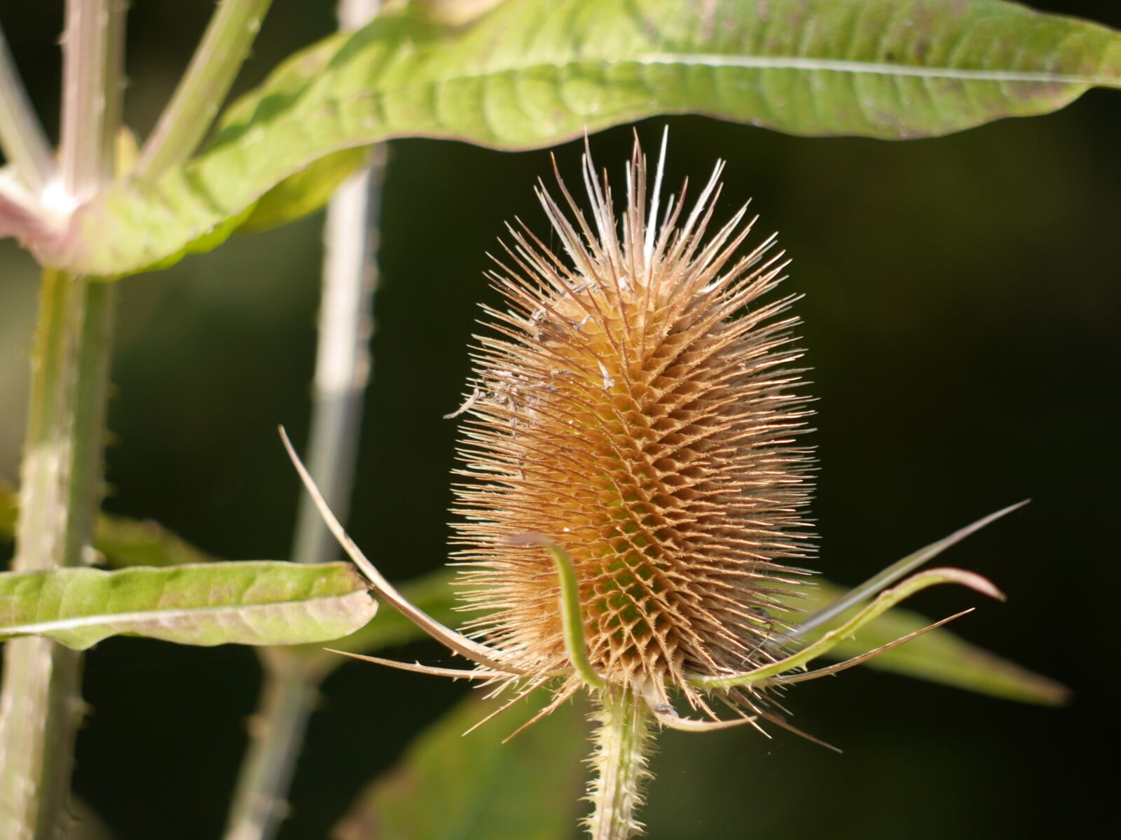 Panasonic Lumix DMC-GH3 sample photo. Teasel, seedhead, flower photography