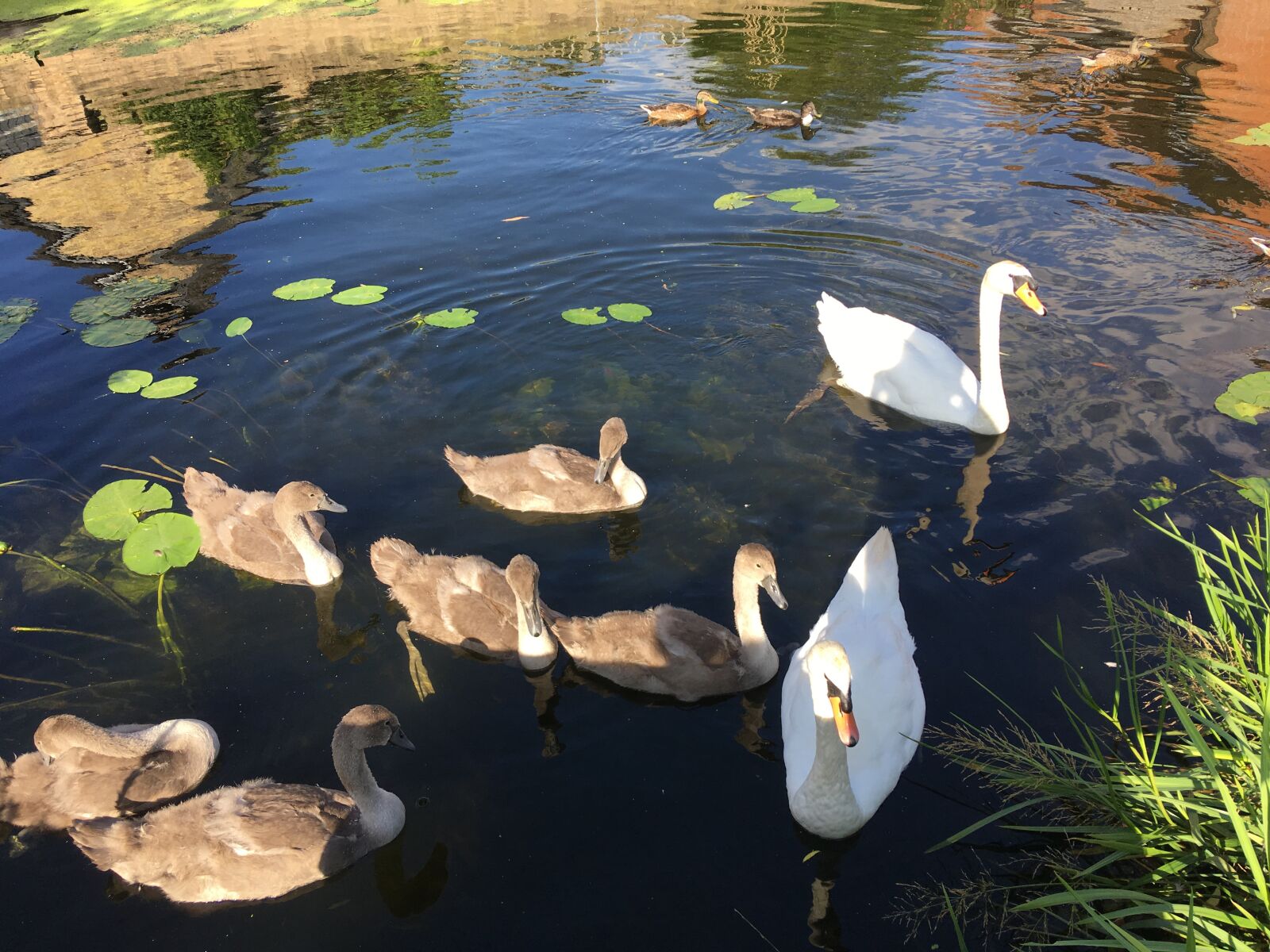 iPhone SE back camera 4.15mm f/2.2 sample photo. Swans, on, the lake photography