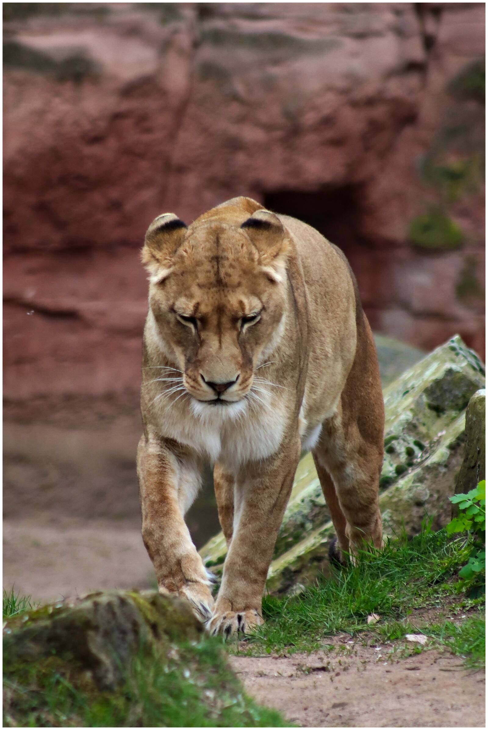 Canon EF75-300mm f/4-5.6 sample photo. Lion, lioness, predator photography