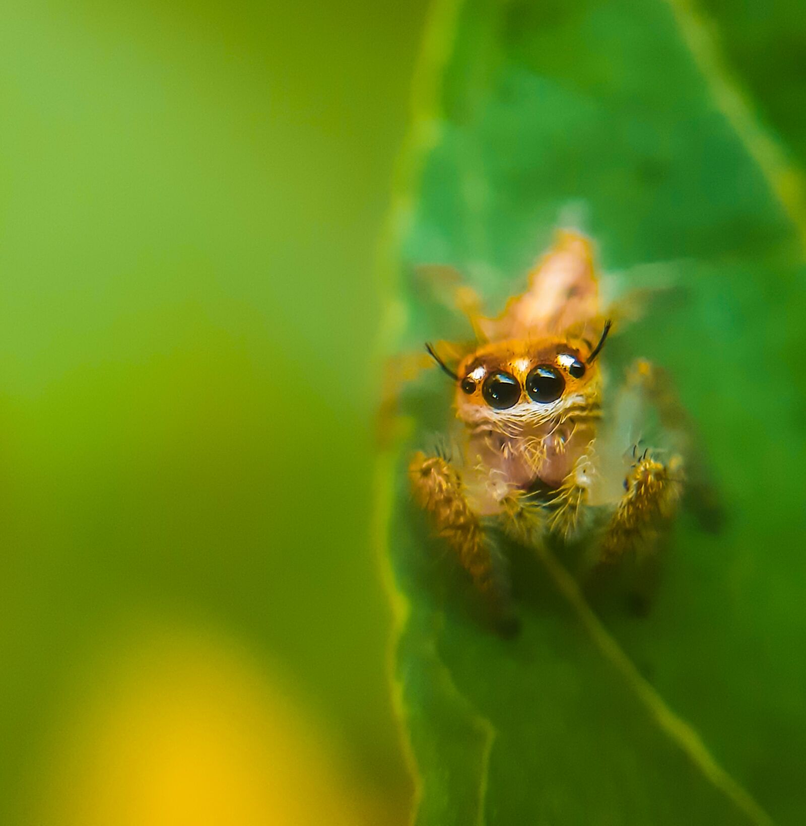 Samsung SM-A307FN sample photo. Insect, spider, photography photography