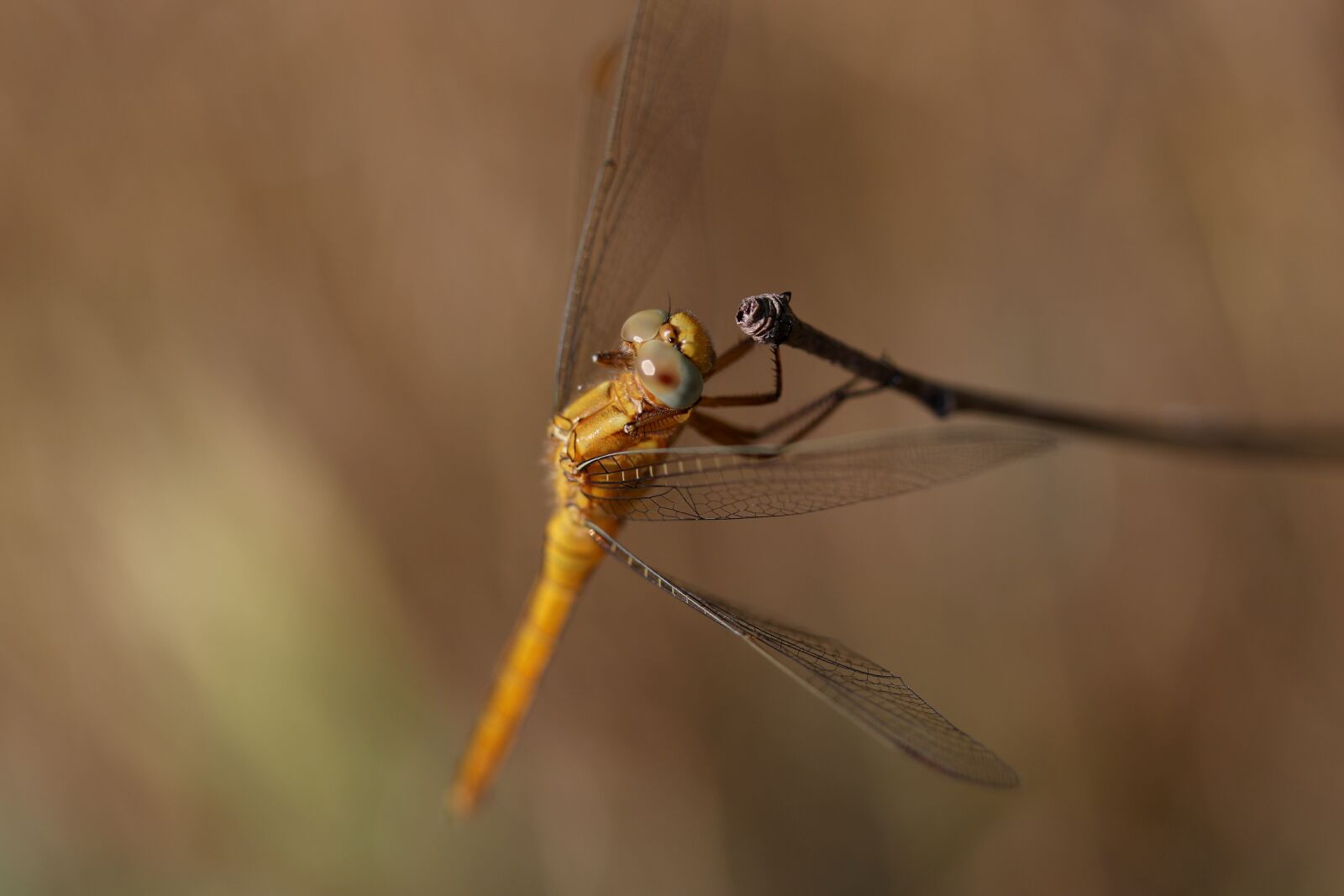 Canon EOS 7D Mark II sample photo. Dragonfly, brown, insecta photography