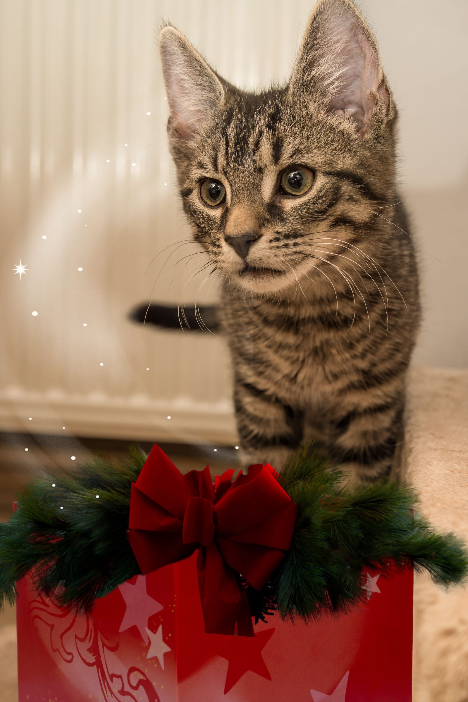 30mm F1.4 DC DN | Contemporary 016 sample photo. Cat, small, mackerel photography