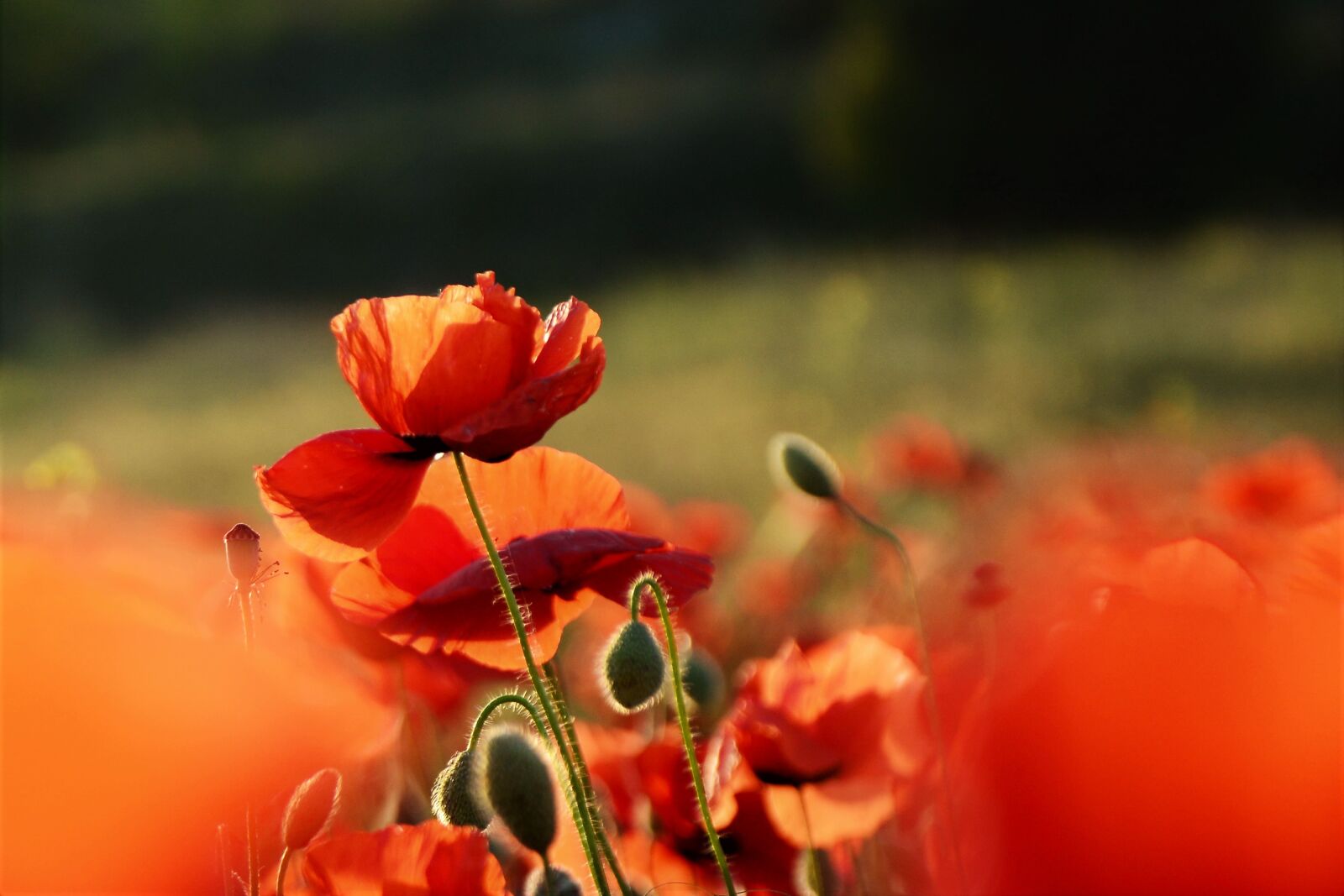 Nikon D7100 sample photo. Mack, flower, field photography