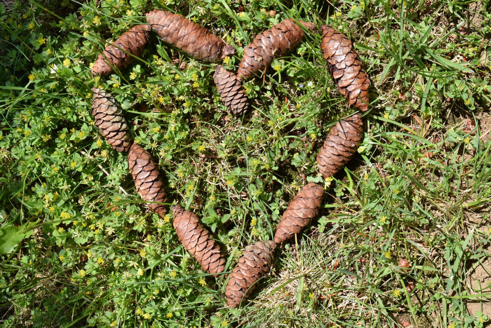 Nikon D3300 sample photo. Heart, tap, pine cones photography