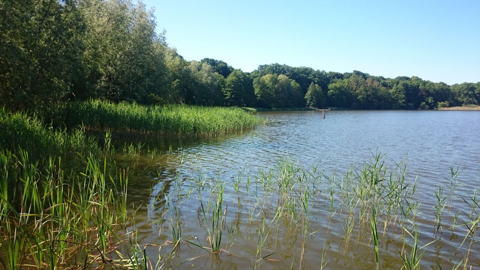 Sony Xperia Z1 Compact sample photo. Forest, pond, summer photography