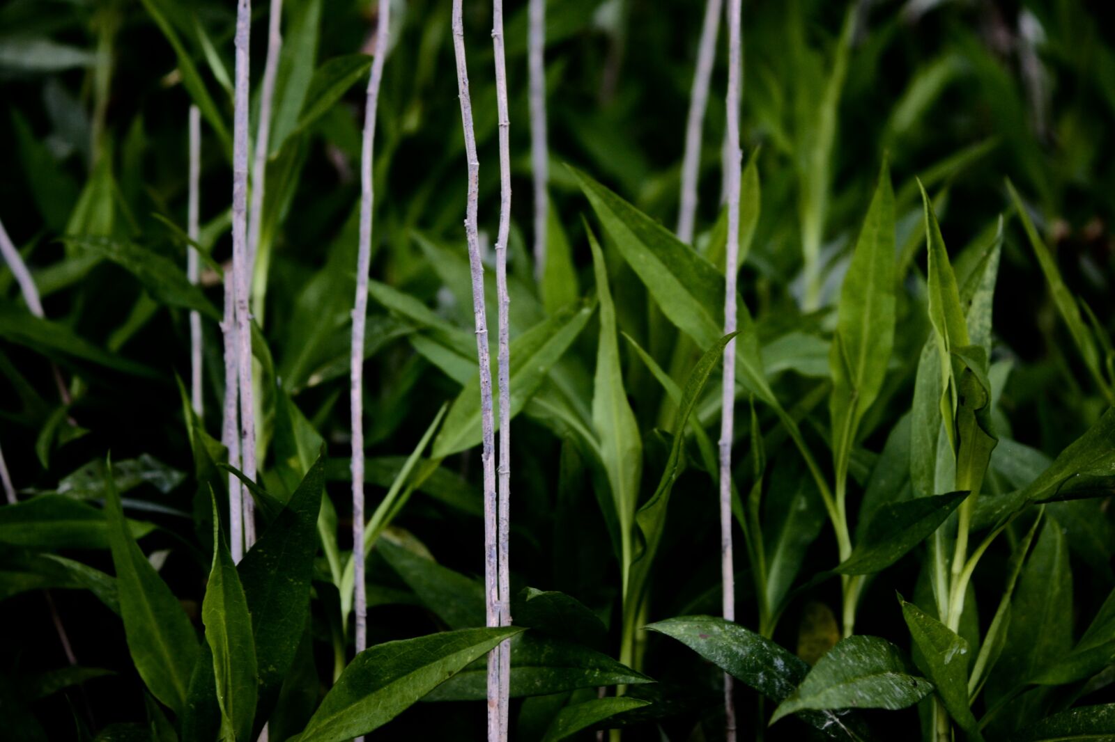 Canon EOS 450D (EOS Rebel XSi / EOS Kiss X2) sample photo. Green, leaves, nature photography