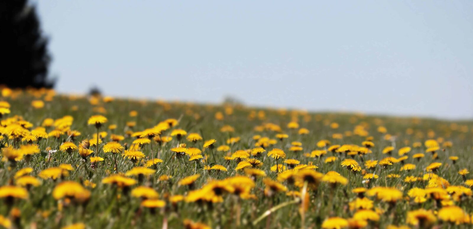 Canon EOS 80D sample photo. Grass, outdoor, dandelion, daylight photography