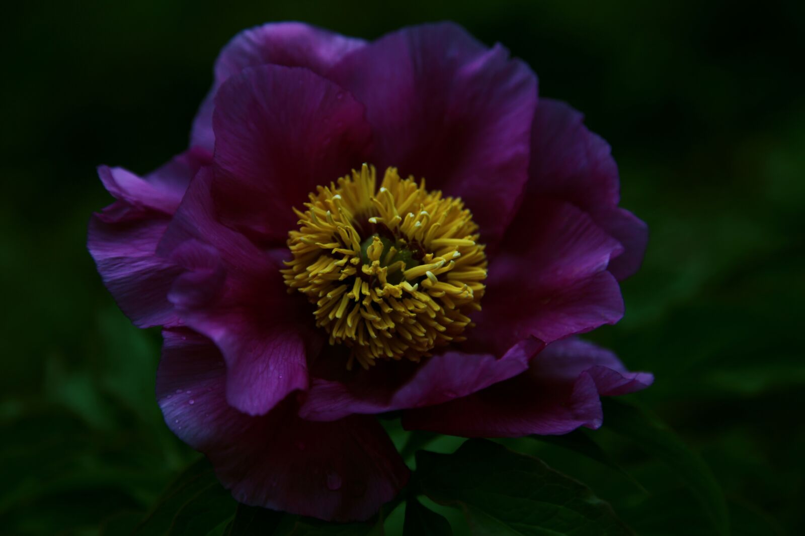 Canon EOS 5D Mark II sample photo. Purple, peony, dark photography