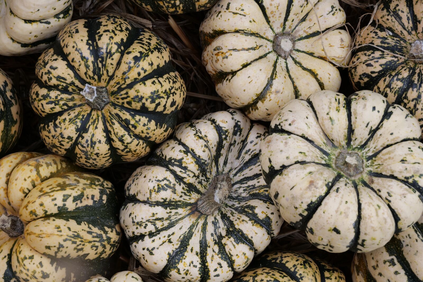 Panasonic Lumix DC-G9 sample photo. Pumpkin, autumn, fruits photography