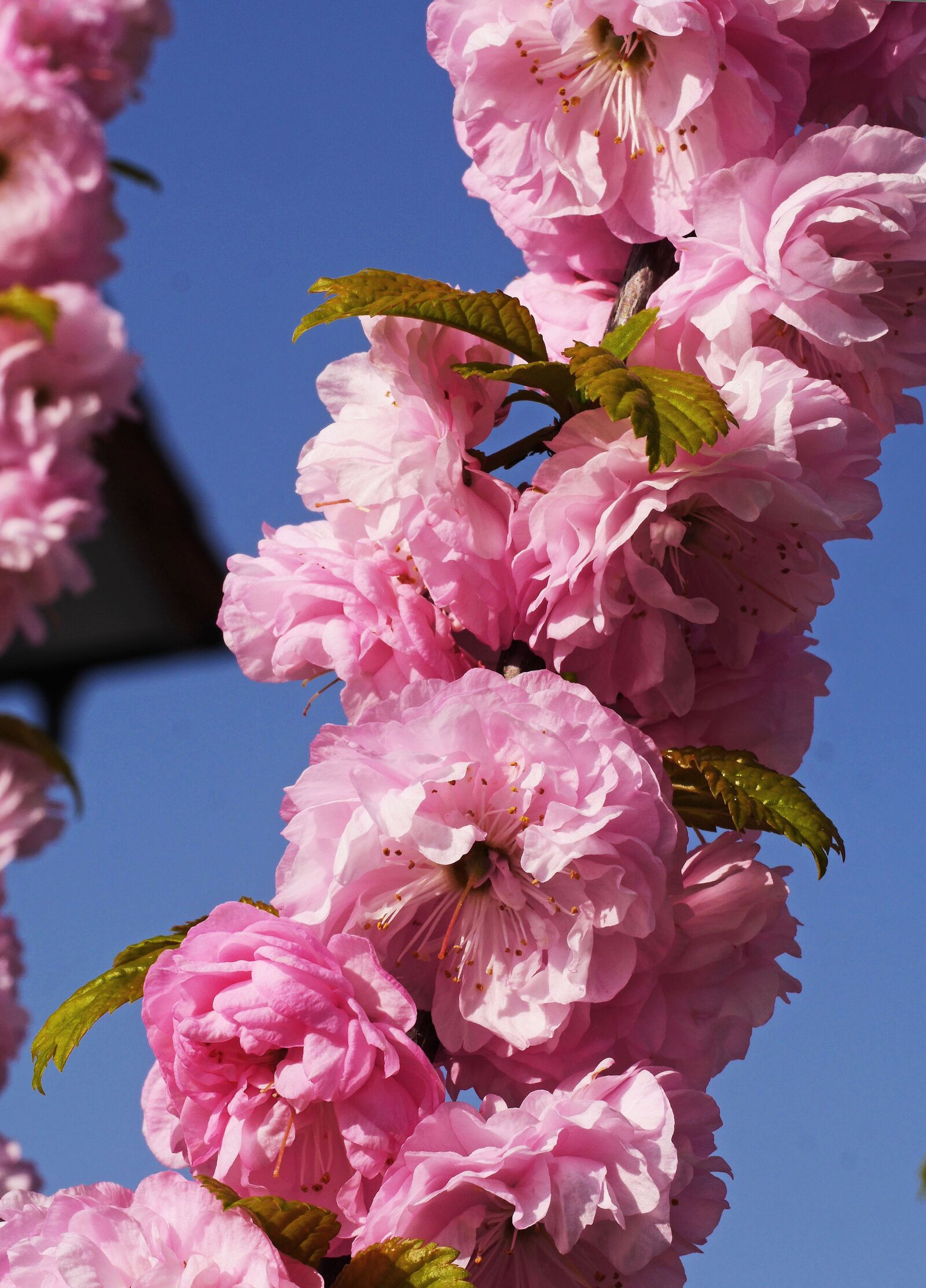 Panasonic Lumix DMC-GH3 sample photo. Almond blossom, spring, easter photography