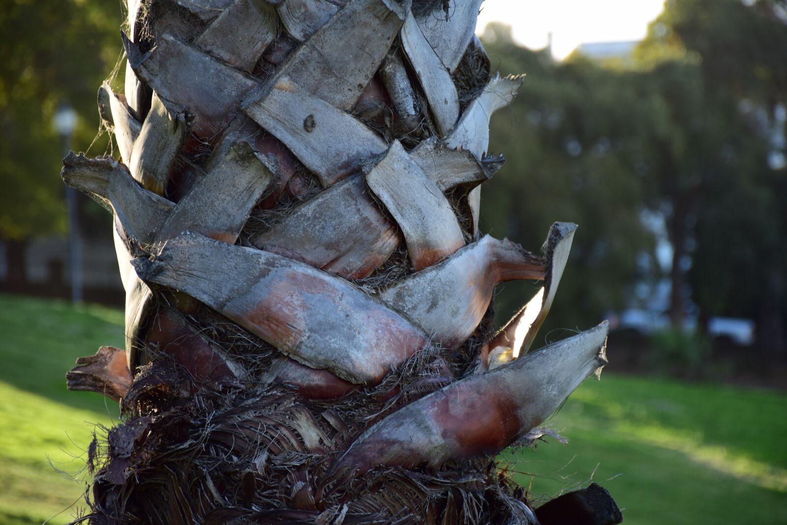 Nikon D5300 sample photo. Palm tree, close up photography