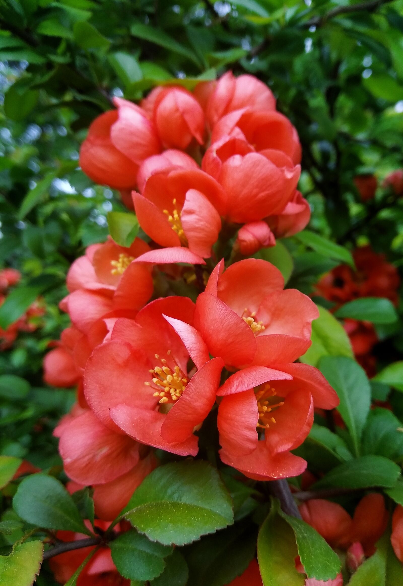 Xiaomi Redmi Note 4 sample photo. Shrub, flowers, inflorescences photography