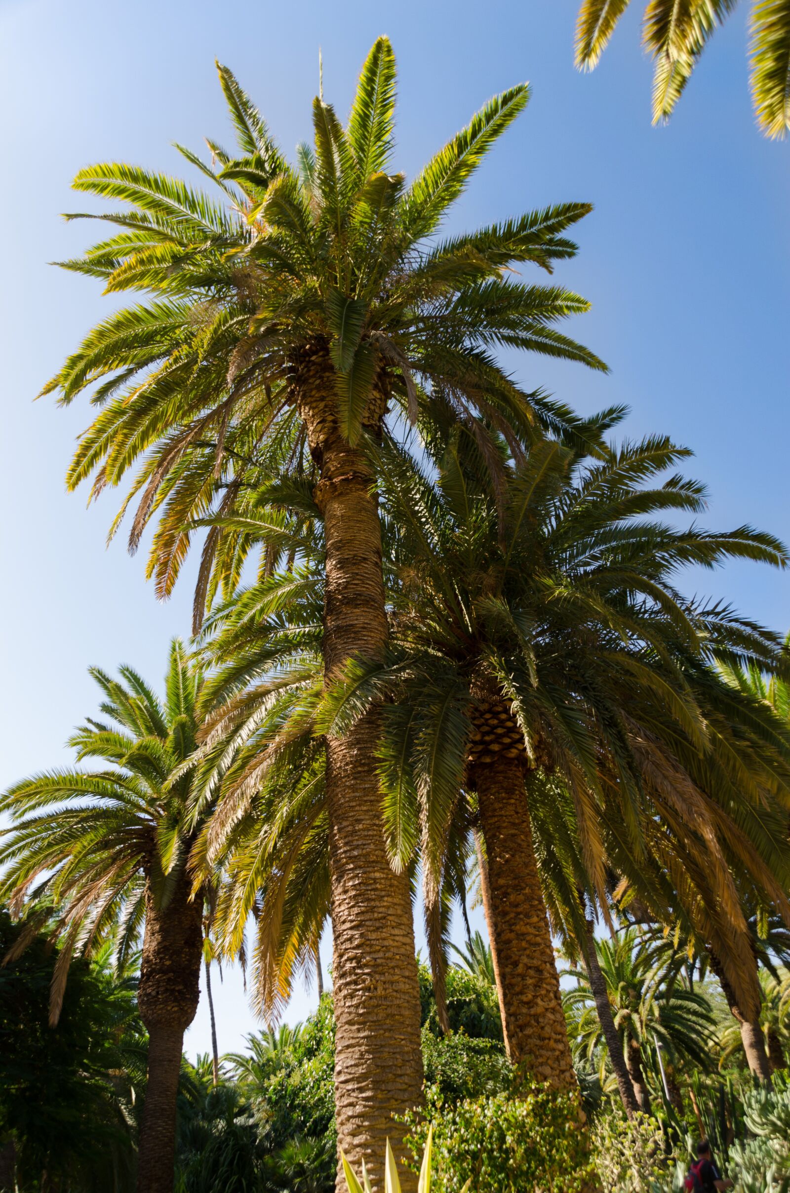 Nikon D5100 sample photo. Santa cruz, tenerife, canary photography