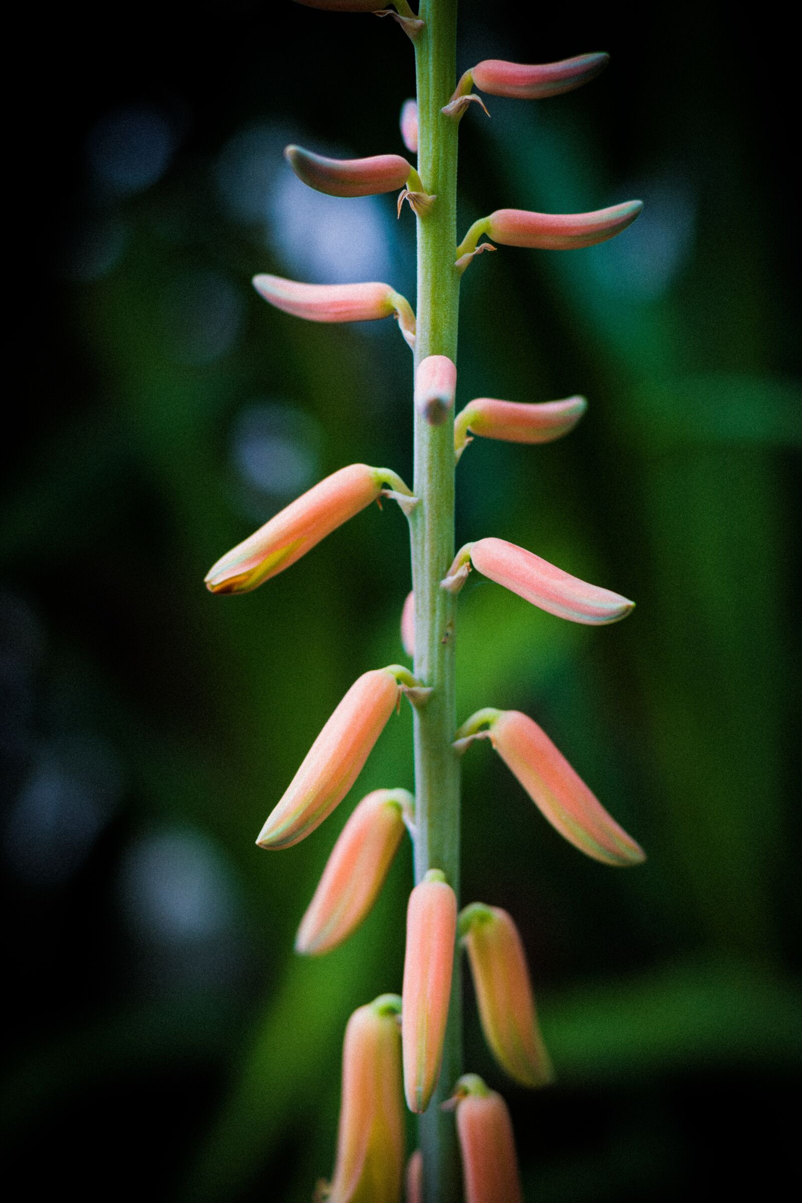 Canon EOS 700D (EOS Rebel T5i / EOS Kiss X7i) + Canon EF 50mm F1.8 STM sample photo. Elite, flower, wonderful photography