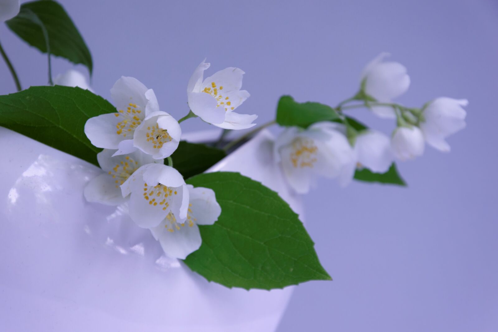 Nikon D5300 sample photo. Jasmin, branch, fragrance photography