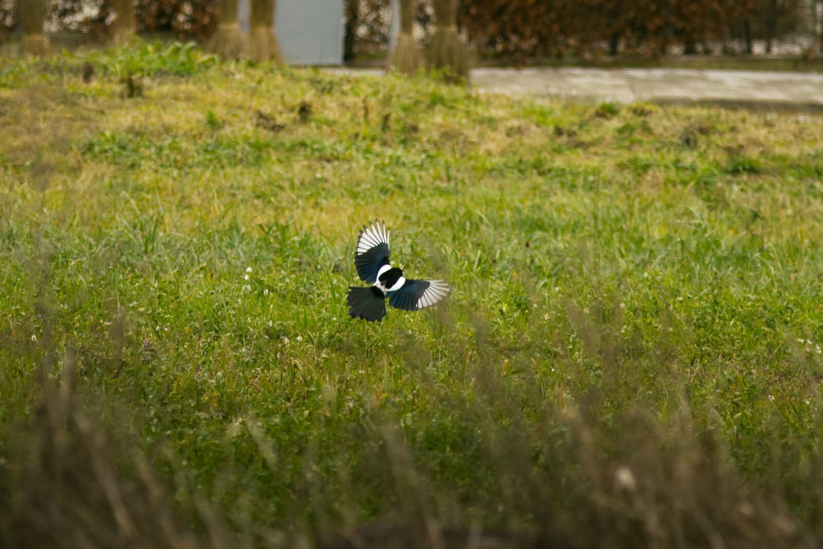 Canon EOS M50 Mark II (EOS Kiss M2) sample photo. Magpie photography