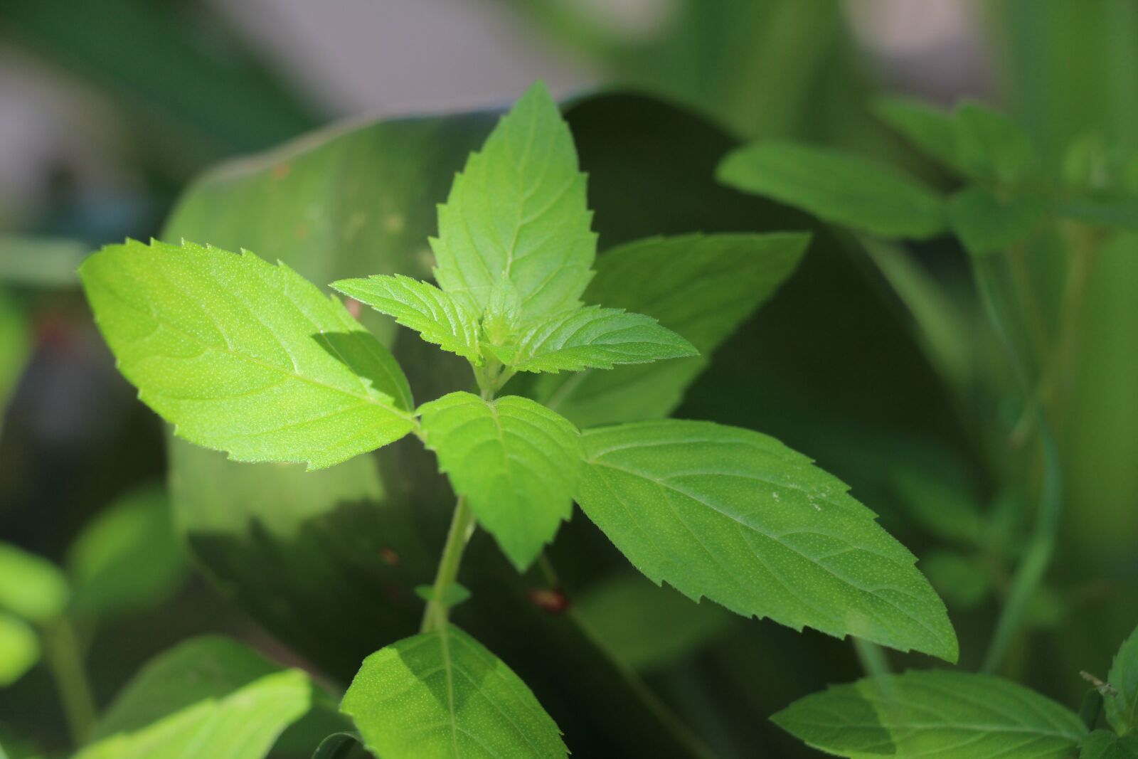 Canon EOS 700D (EOS Rebel T5i / EOS Kiss X7i) sample photo. 临县 mint, green, mint photography