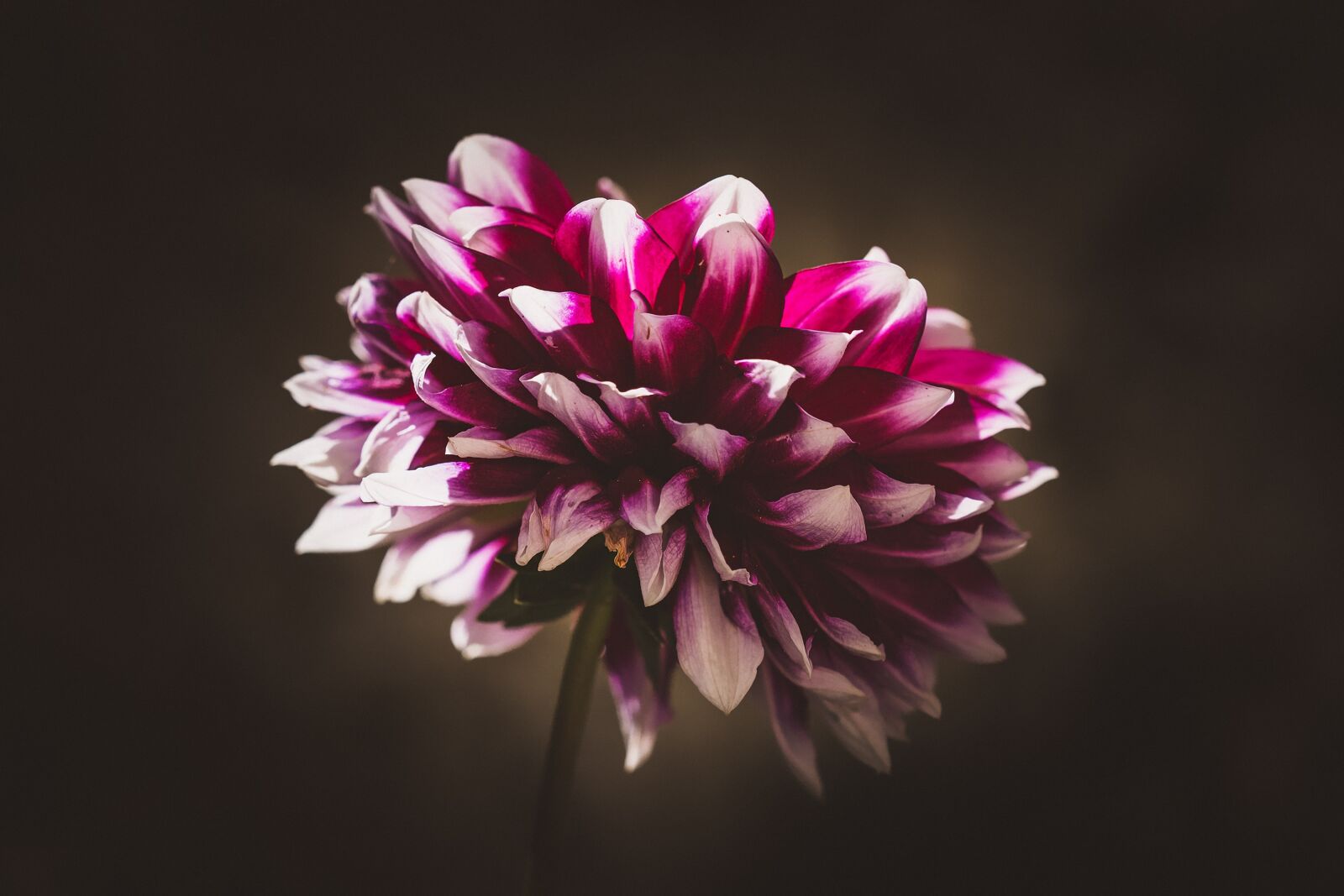 Nikon D7100 sample photo. Flower, raghavendra, plant photography