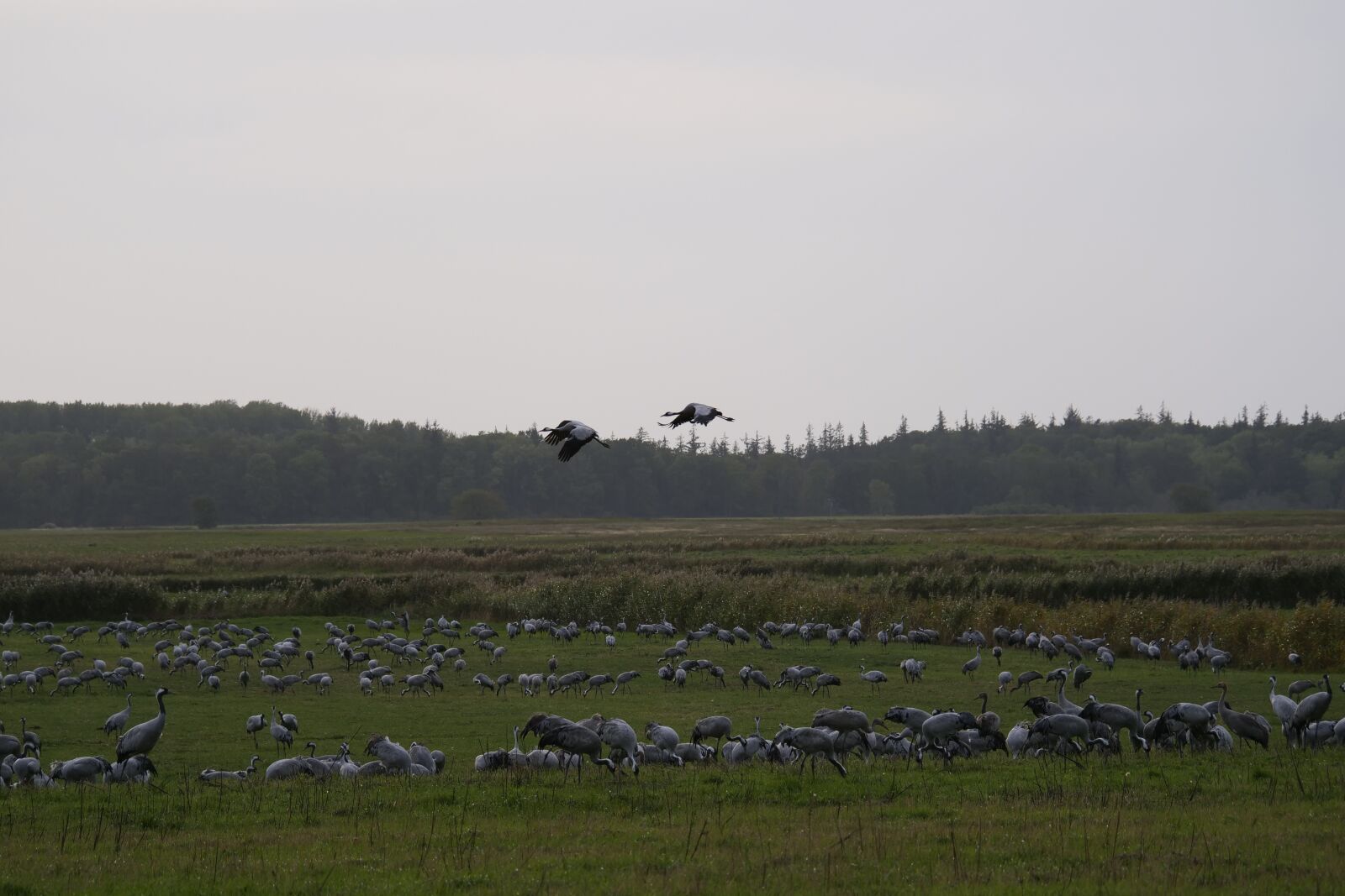 Panasonic Lumix DC-G9 sample photo. Cranes, migratory birds, animal photography