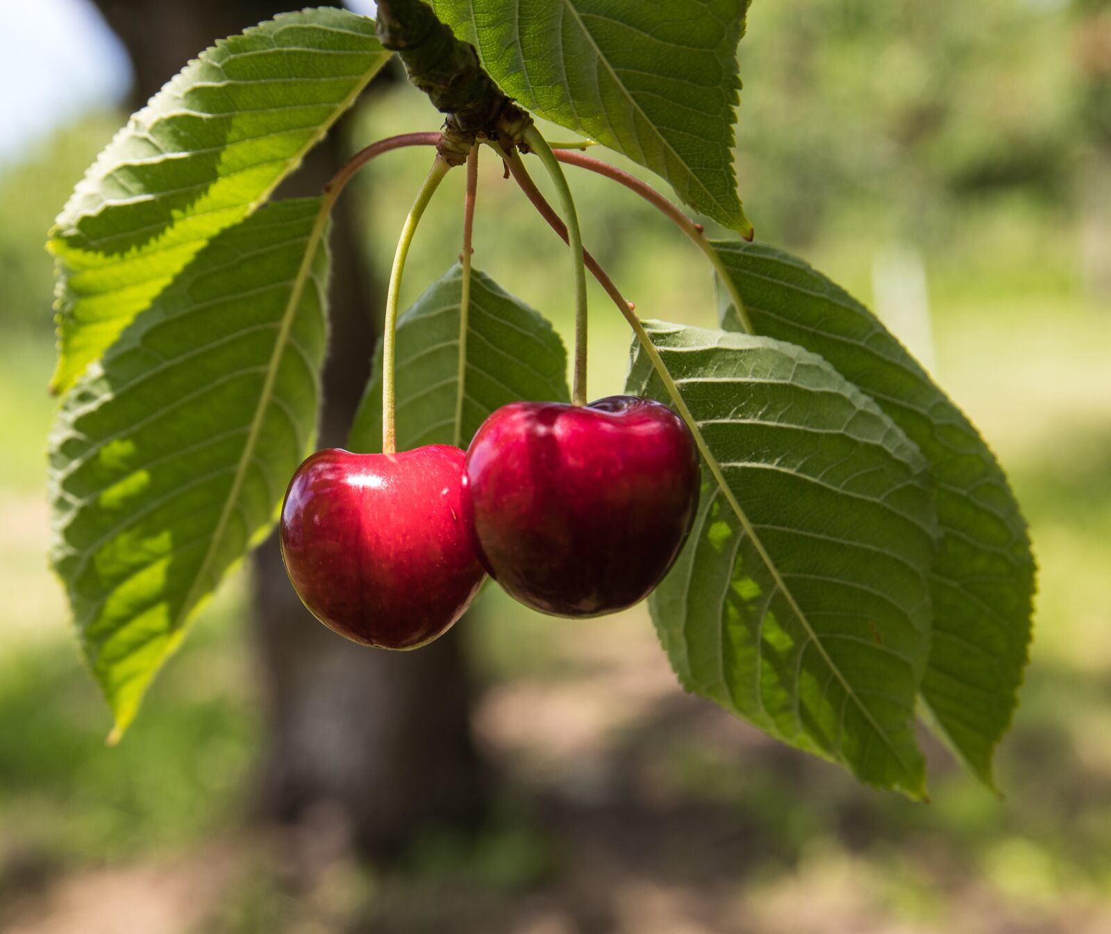 Canon EOS 80D sample photo. Cherries, fruit, fruits photography