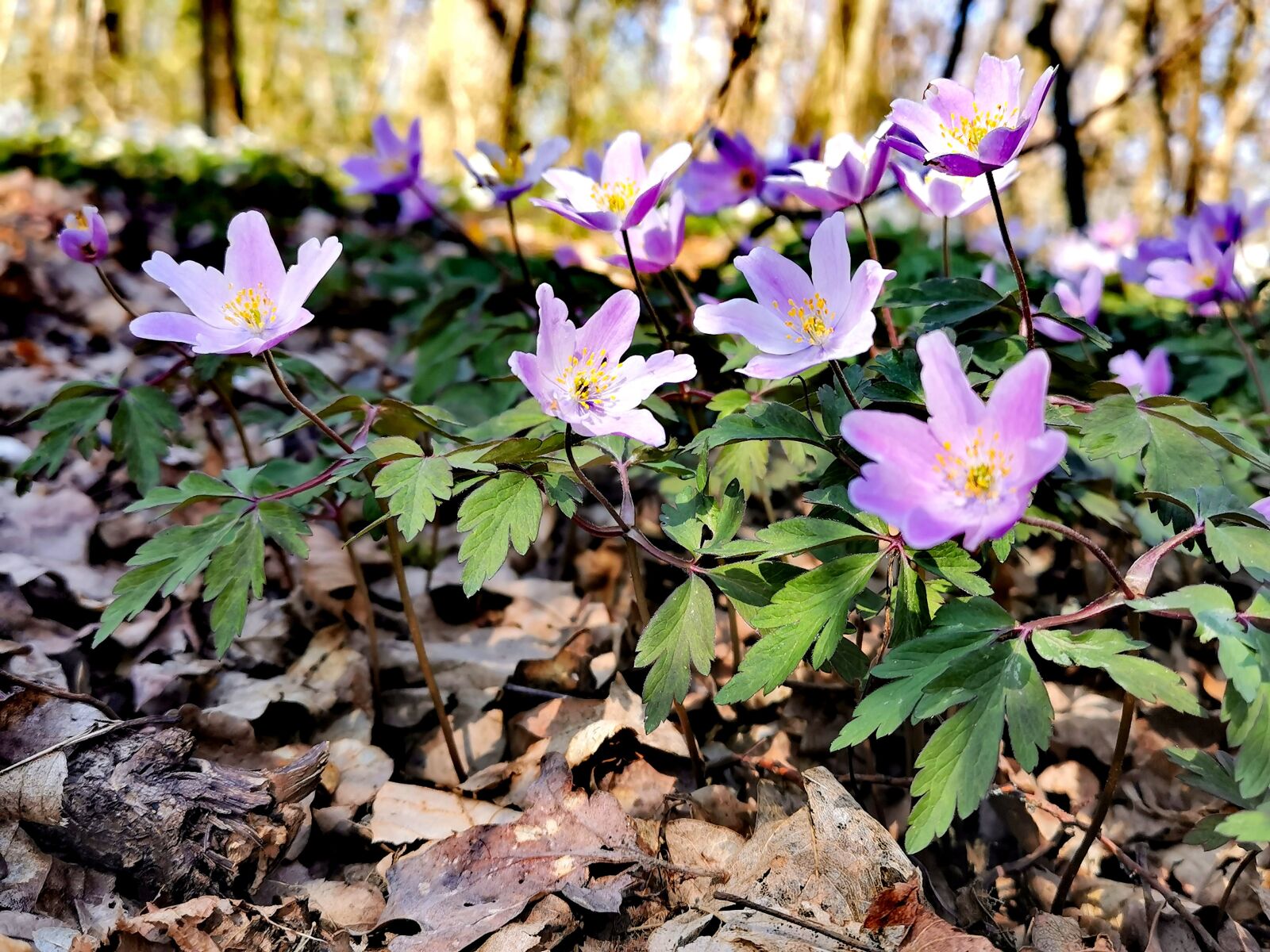 HUAWEI P30 sample photo. Flowers, sunshine, weather photography