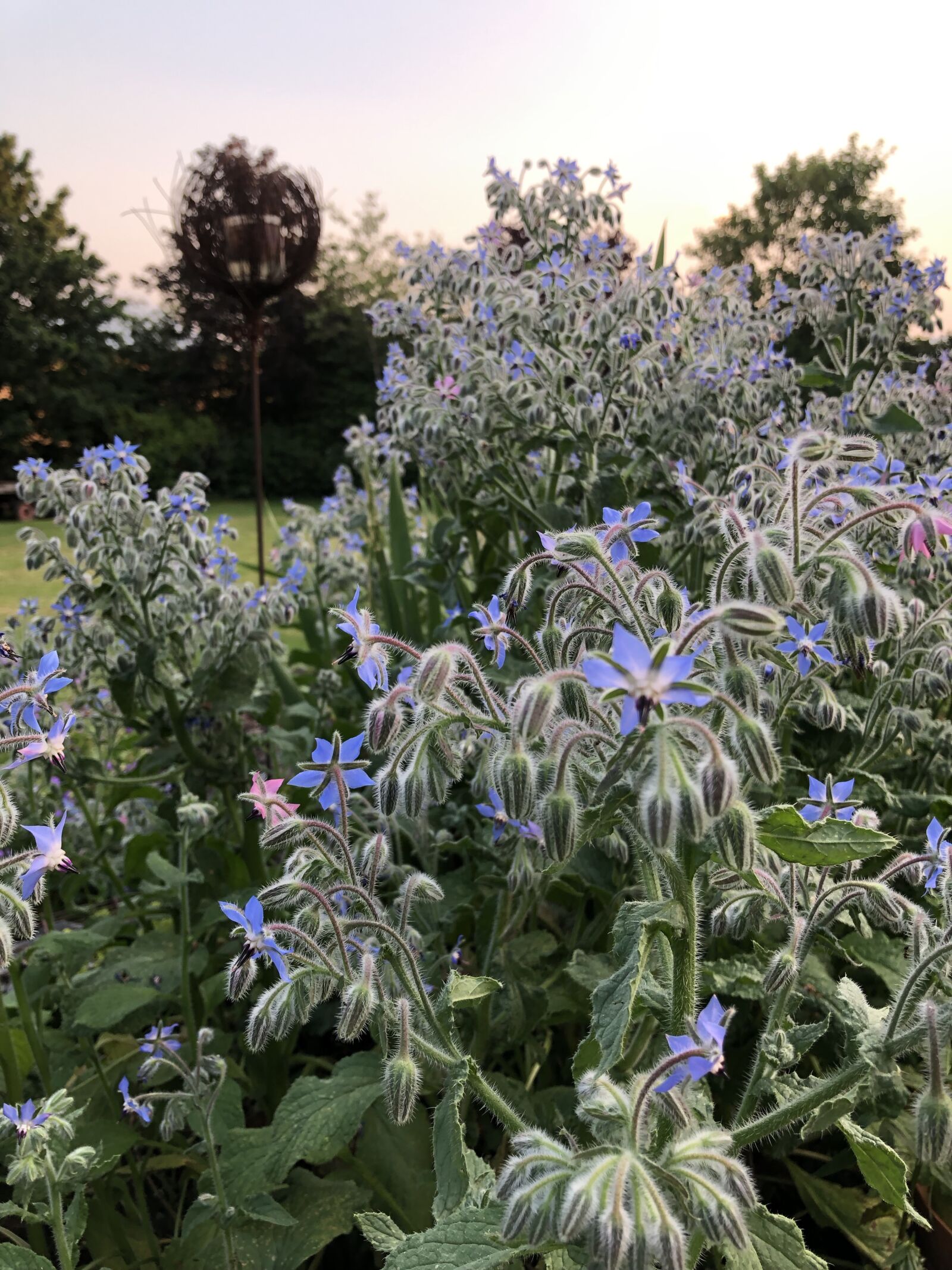iPhone 8 back camera 3.99mm f/1.8 sample photo. Borage, flowers, blue photography