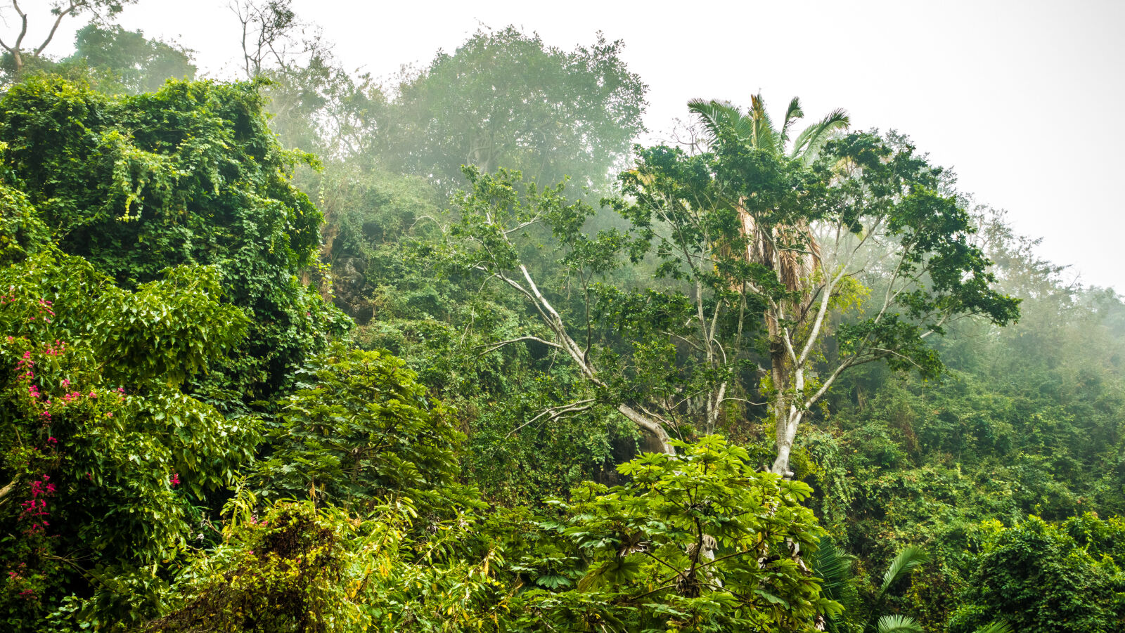 Sony Cyber-shot DSC-RX100 IV sample photo. Clouds, fantasy, forest, mexico photography