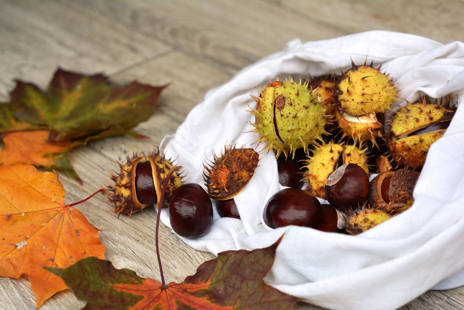 Nikon D5200 sample photo. Chestnuts, autumn, horse chestnut photography