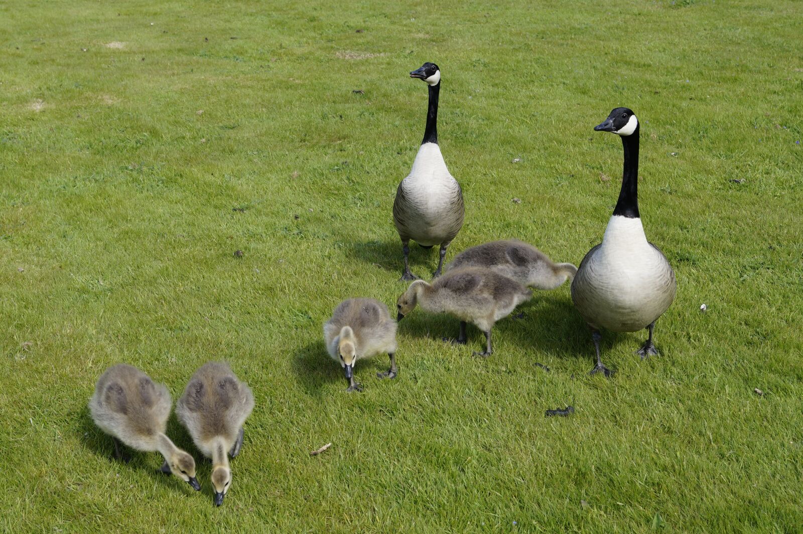 Sony DT 18-55mm F3.5-5.6 SAM II sample photo. Goose, wild geese, water photography