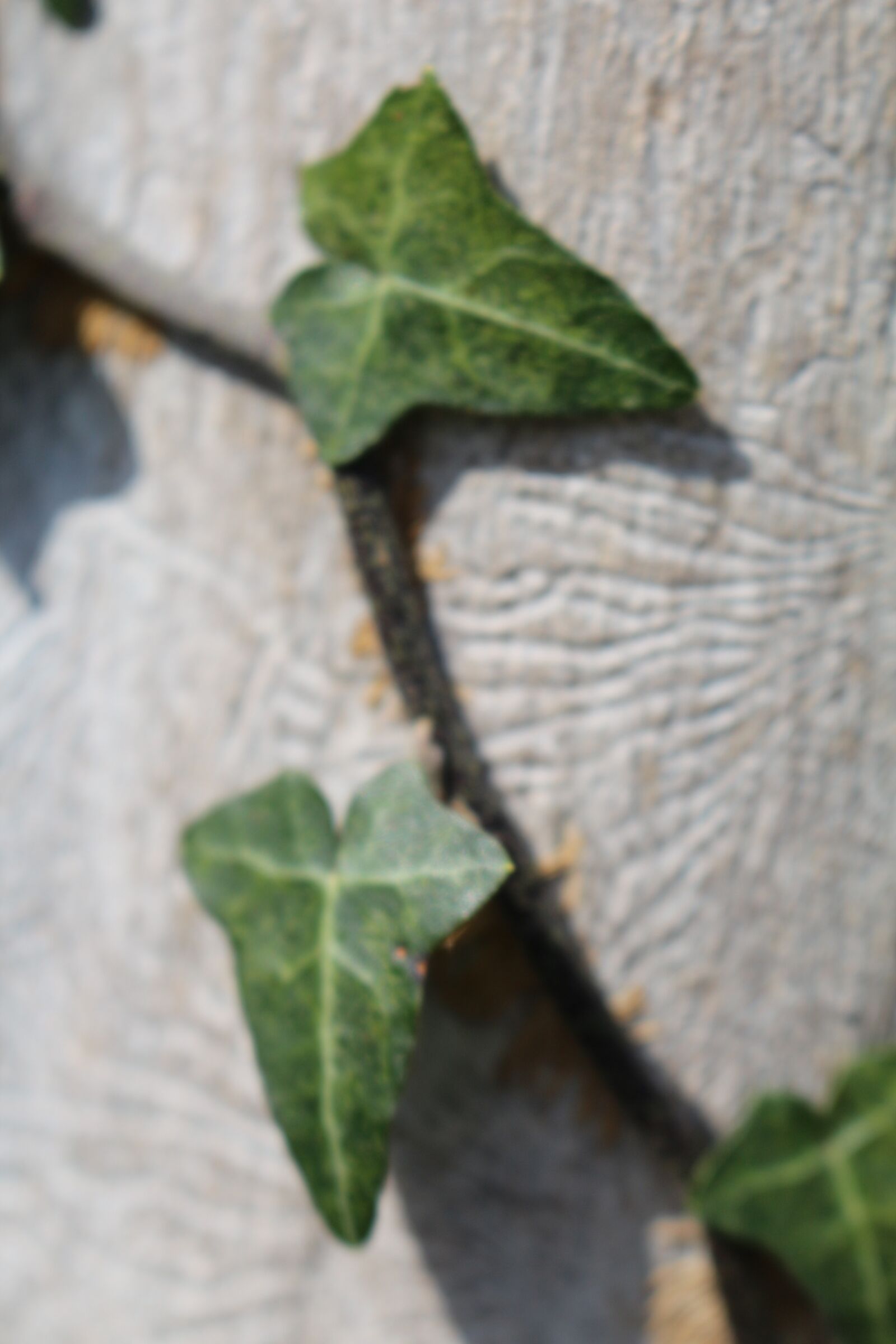 Canon EOS 700D (EOS Rebel T5i / EOS Kiss X7i) + Canon EF-S 18-55mm F3.5-5.6 IS STM sample photo. Ivy, leaves, creeper photography