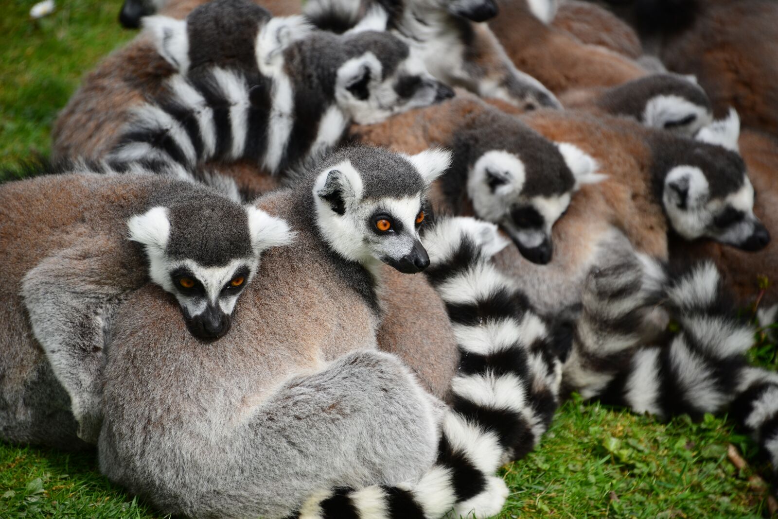 Nikon D800 sample photo. Animals, zoo, wild photography