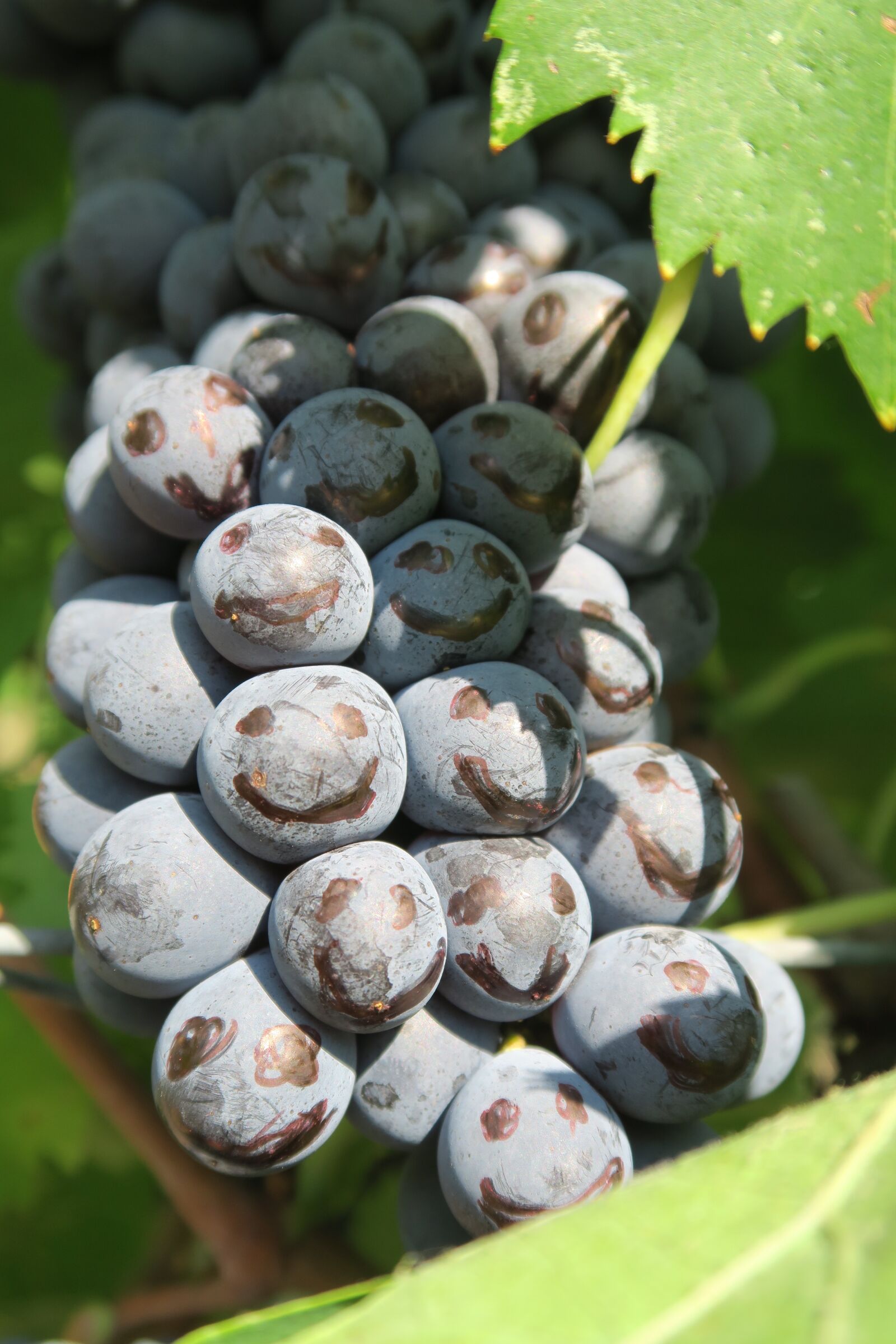 Canon PowerShot G7 X sample photo. Wine, tuscany, vineyard photography