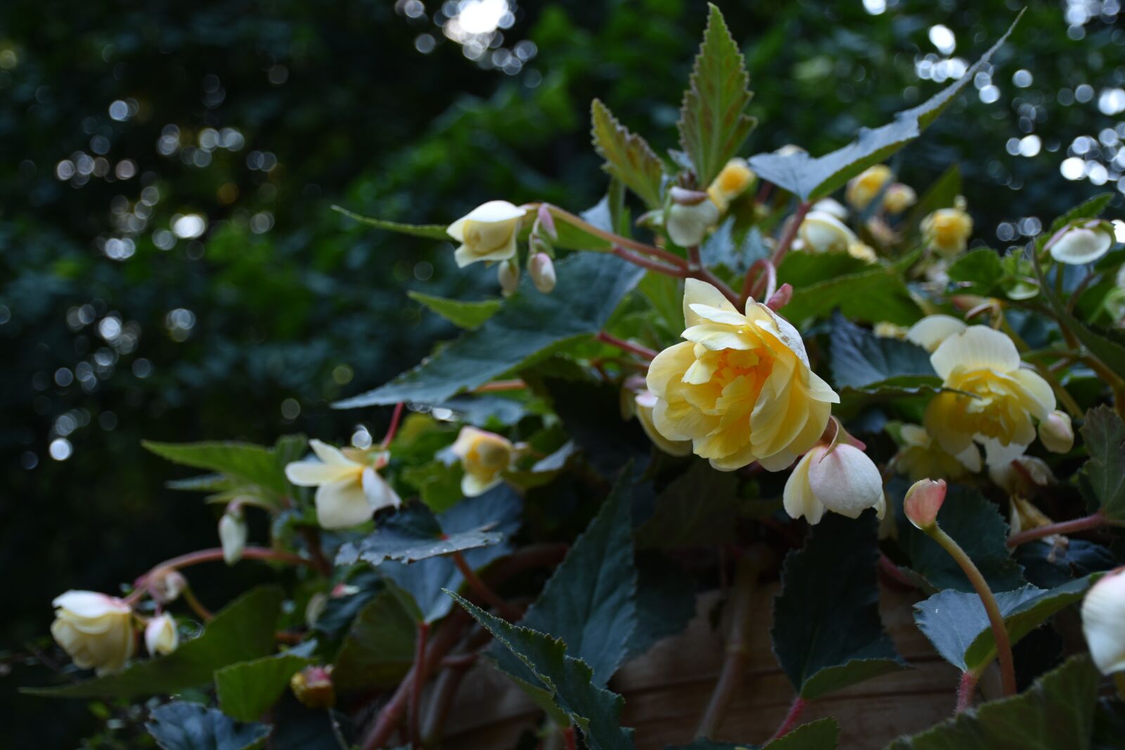 Nikon D7200 sample photo. Flowers, nature, plant photography