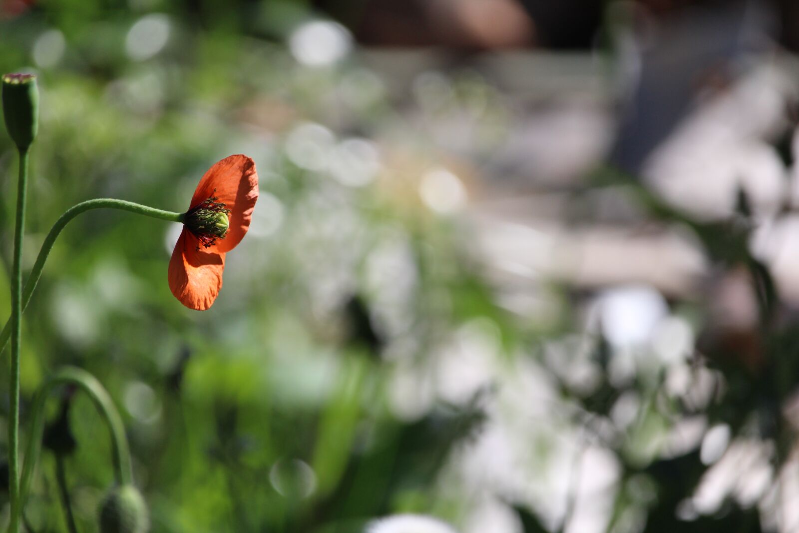 Canon EOS 1200D (EOS Rebel T5 / EOS Kiss X70 / EOS Hi) sample photo. Poppy, red, flower photography