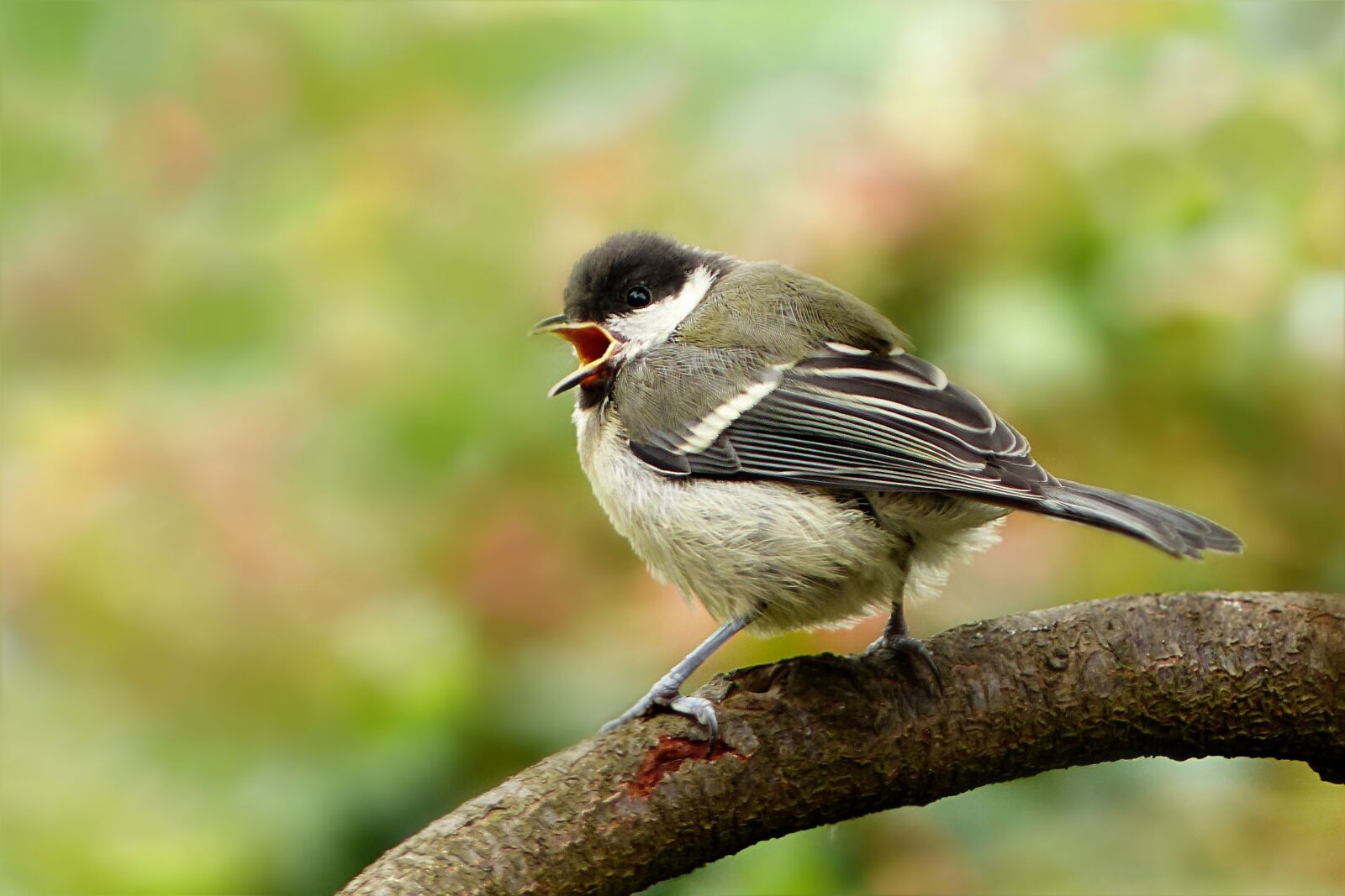 Panasonic Lumix DMC-FZ200 sample photo. Animal, bird, tit photography