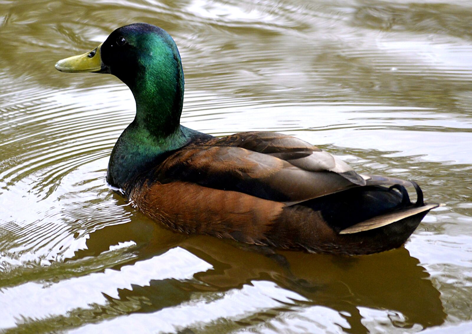 Nikon D3200 sample photo. Mallard, water, duck photography