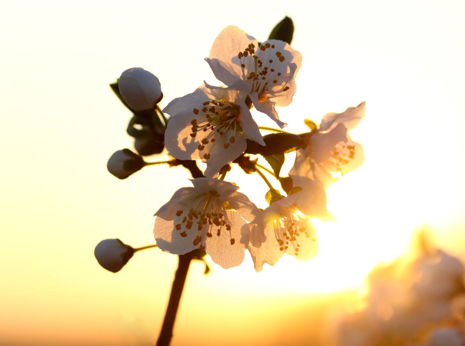 Canon EF-S 60mm F2.8 Macro USM sample photo. Flowers, white, light photography