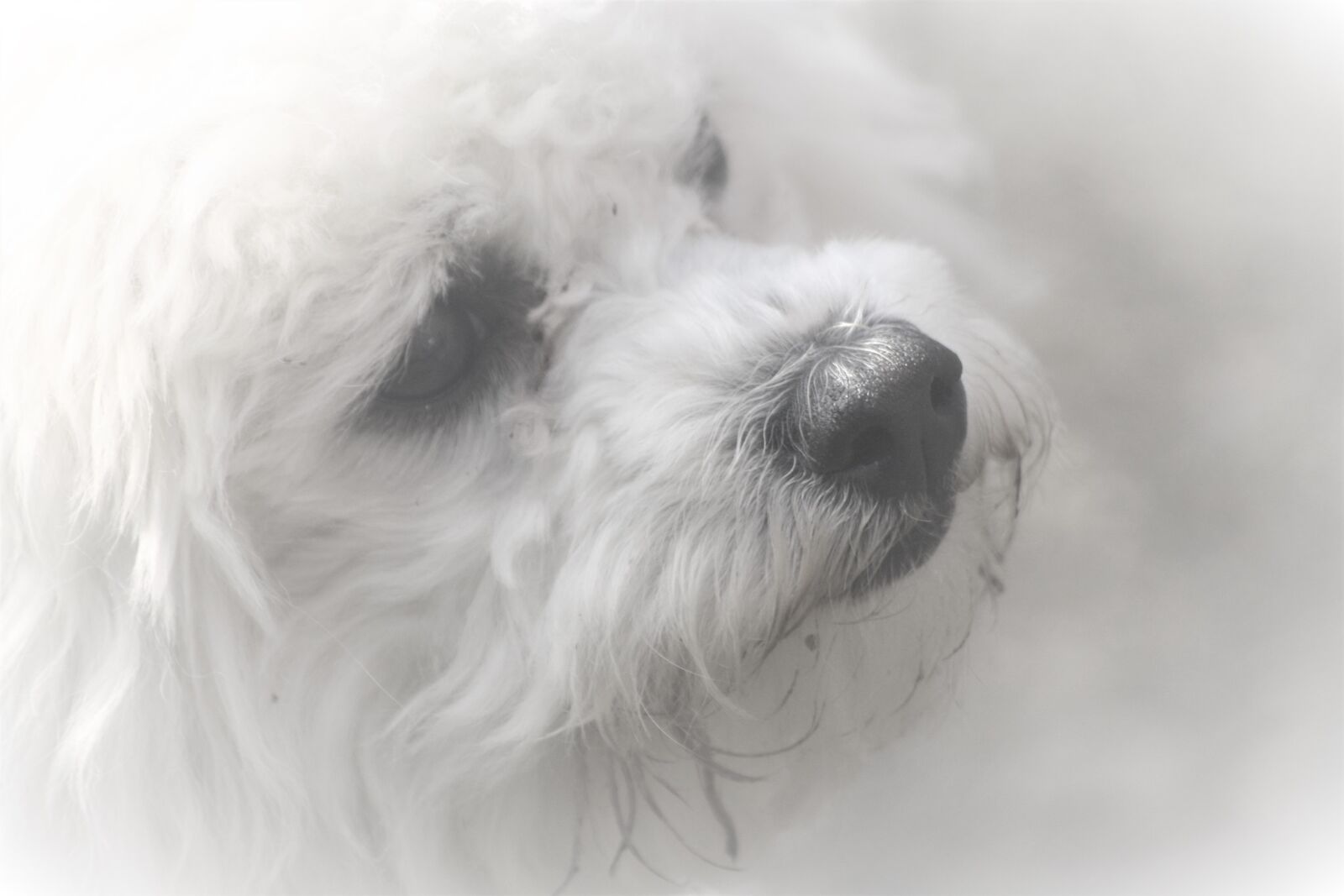 Canon EOS 1000D (EOS Digital Rebel XS / EOS Kiss F) sample photo. Animal, portrait, dog photography