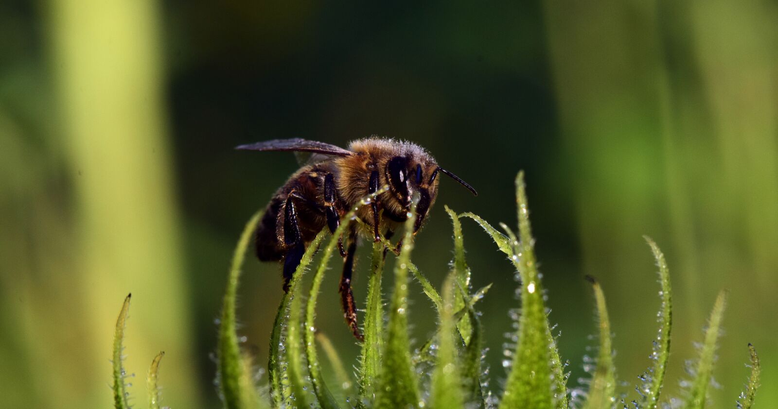 Nikon D3300 sample photo. Sunflower, bud, bee photography