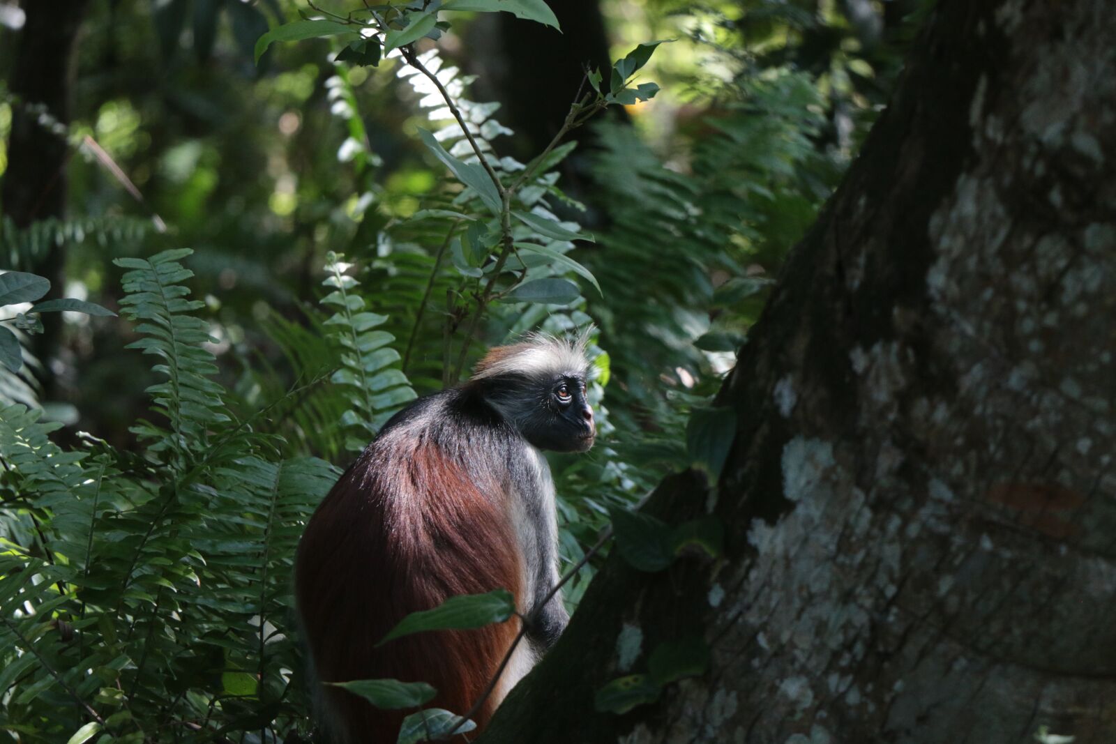 Canon EOS 70D sample photo. Monkey, zanzibar, trees photography