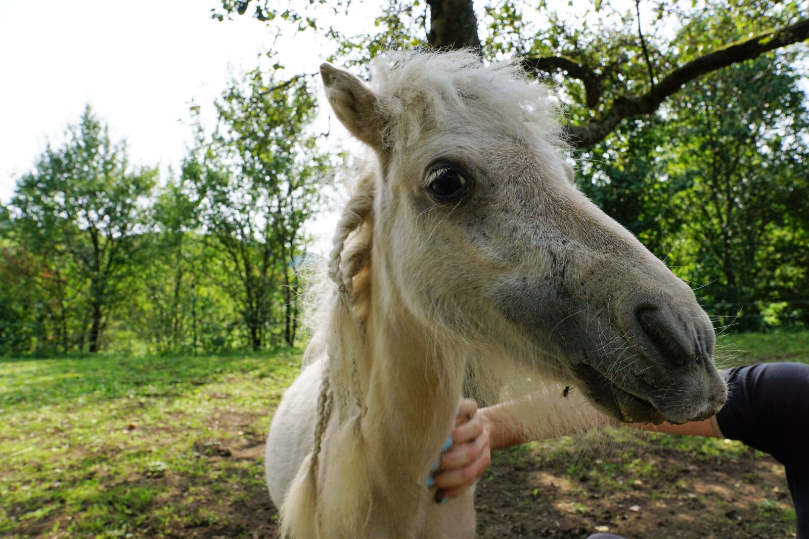 Sony ILCA-77M2 + Sony DT 16-50mm F2.8 SSM sample photo. Pony, horses, mold photography