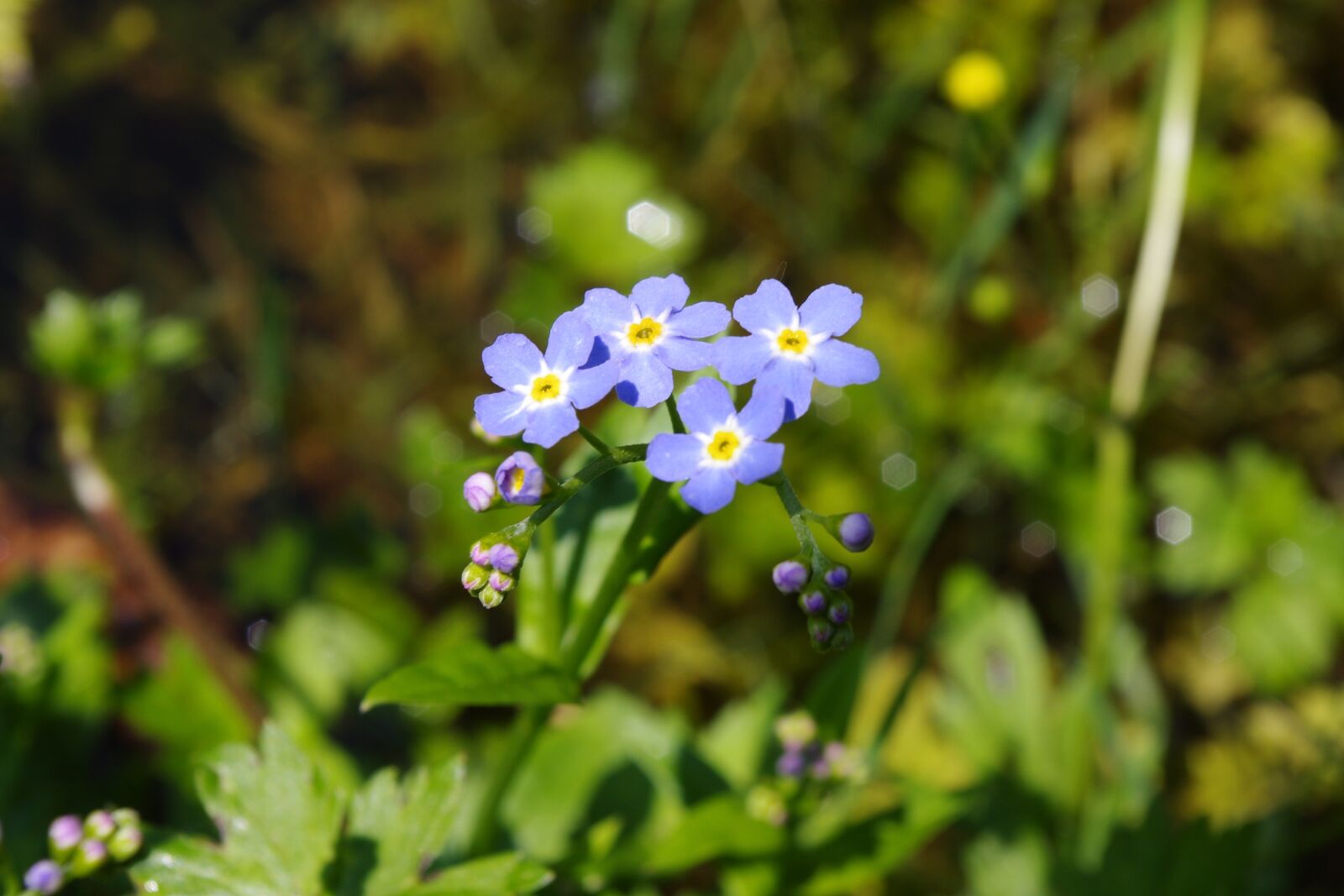 Pentax K-x sample photo. Forget mein not, blue photography