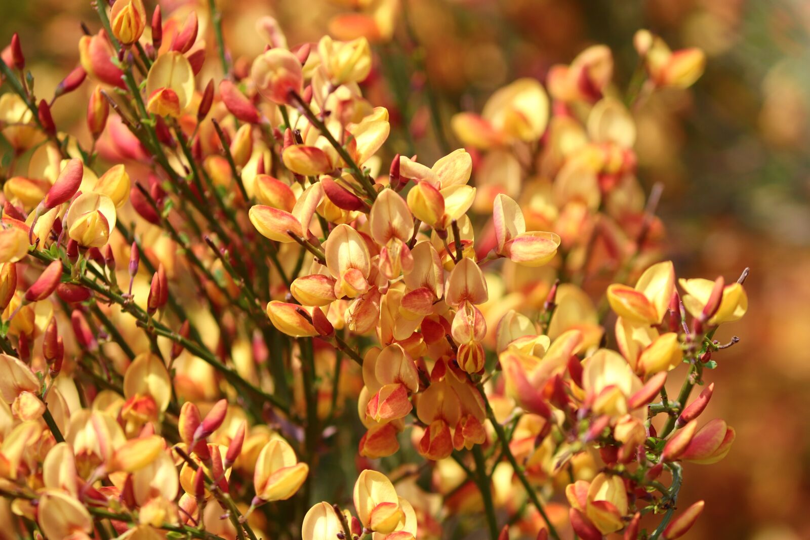 Canon EOS 200D (EOS Rebel SL2 / EOS Kiss X9) sample photo. Noble broom, orange, flowers photography