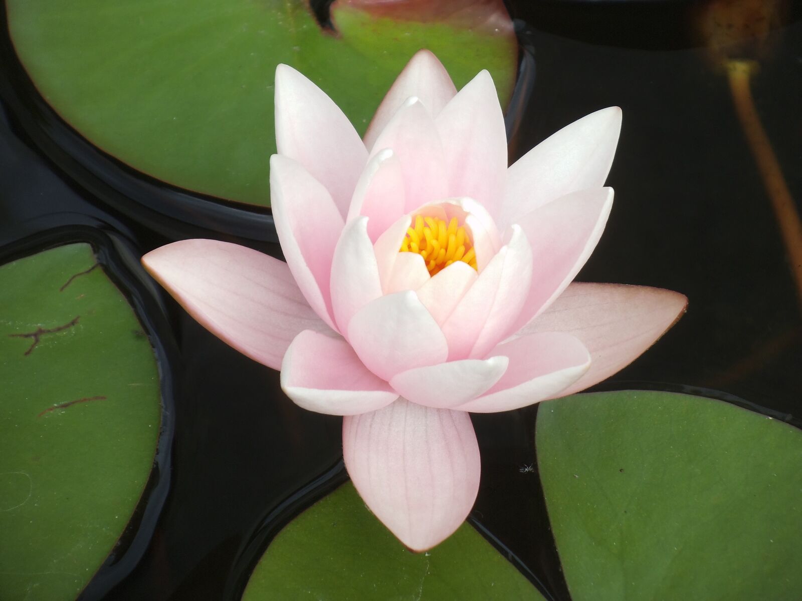 Fujifilm FinePix JZ100 sample photo. Water lily, pale pink photography
