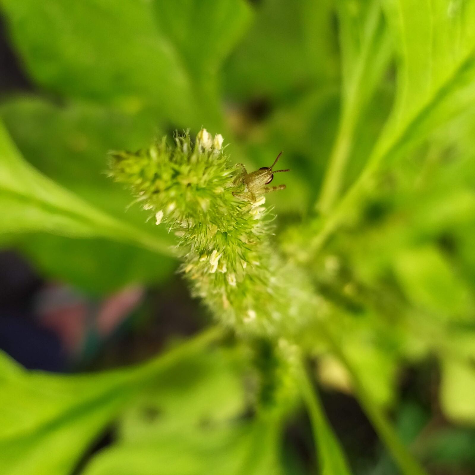 Xiaomi Redmi Note 7 sample photo. Grasshopper, green, insect photography