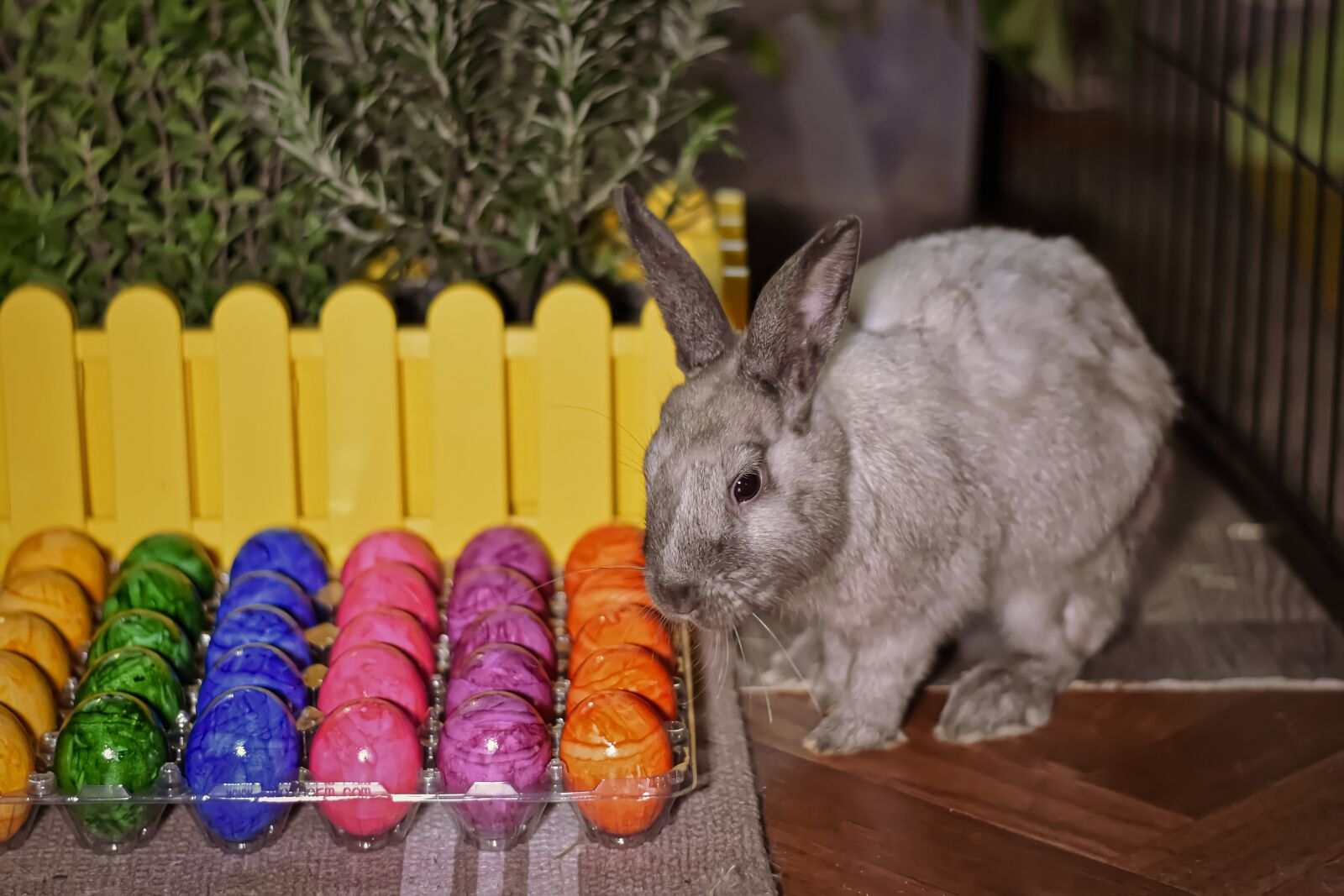 Nikon D7200 sample photo. Easter bunny, easter, easter photography