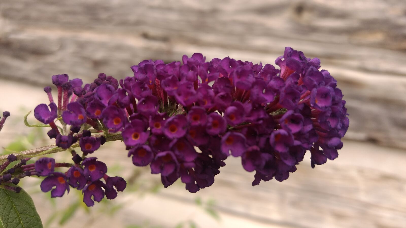Motorola Moto G (4) sample photo