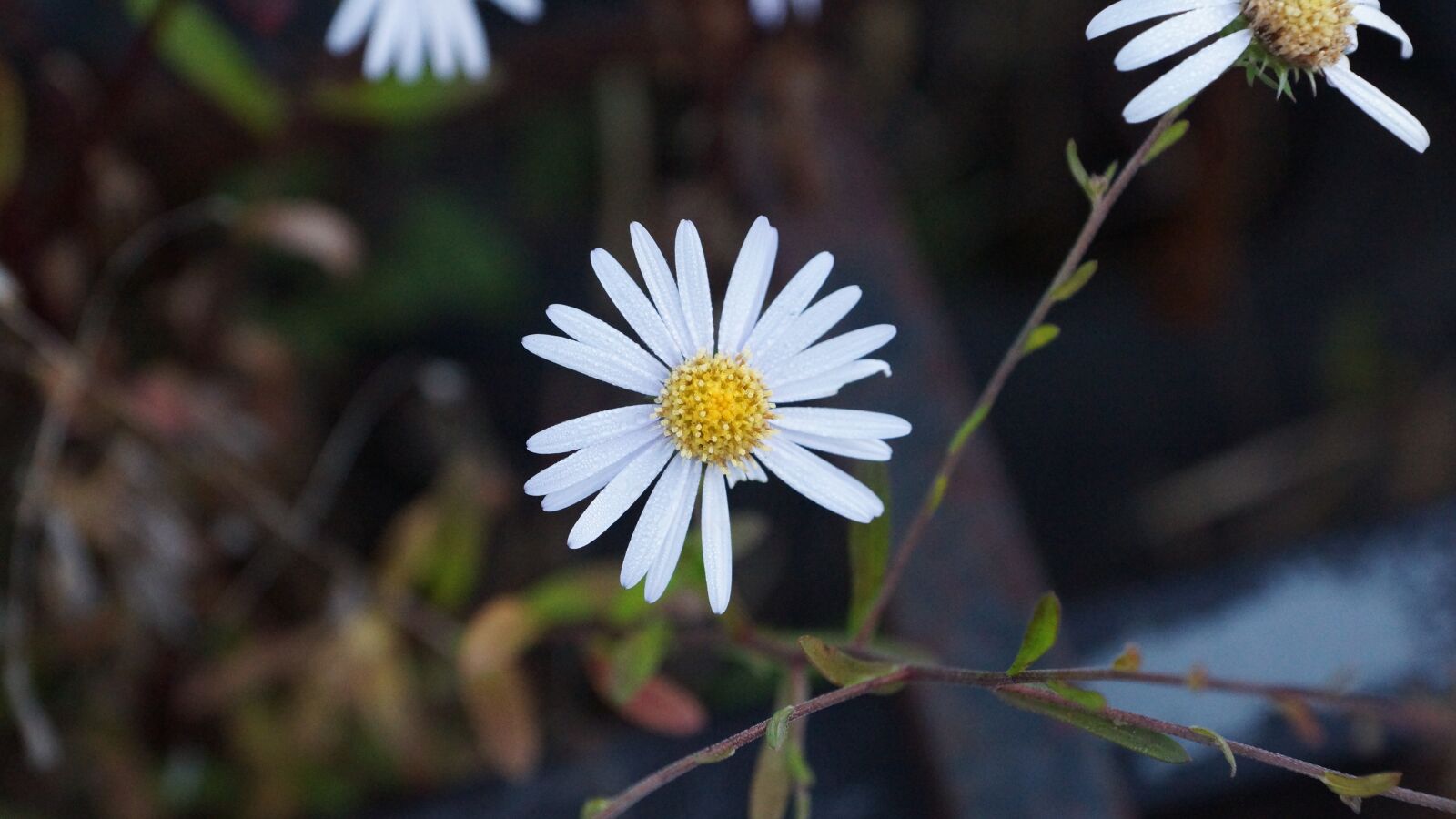 Sony SLT-A77 + Sony DT 16-50mm F2.8 SSM sample photo. Flowers, wildflower, nature photography