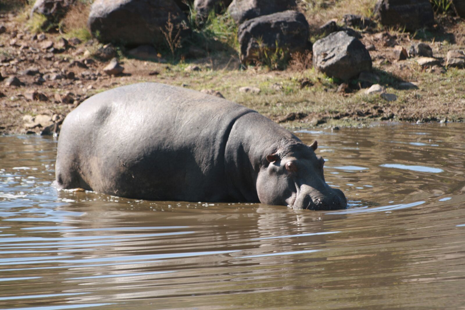 Canon EOS 400D (EOS Digital Rebel XTi / EOS Kiss Digital X) sample photo. Hippo, wildlife, hippopotamus photography