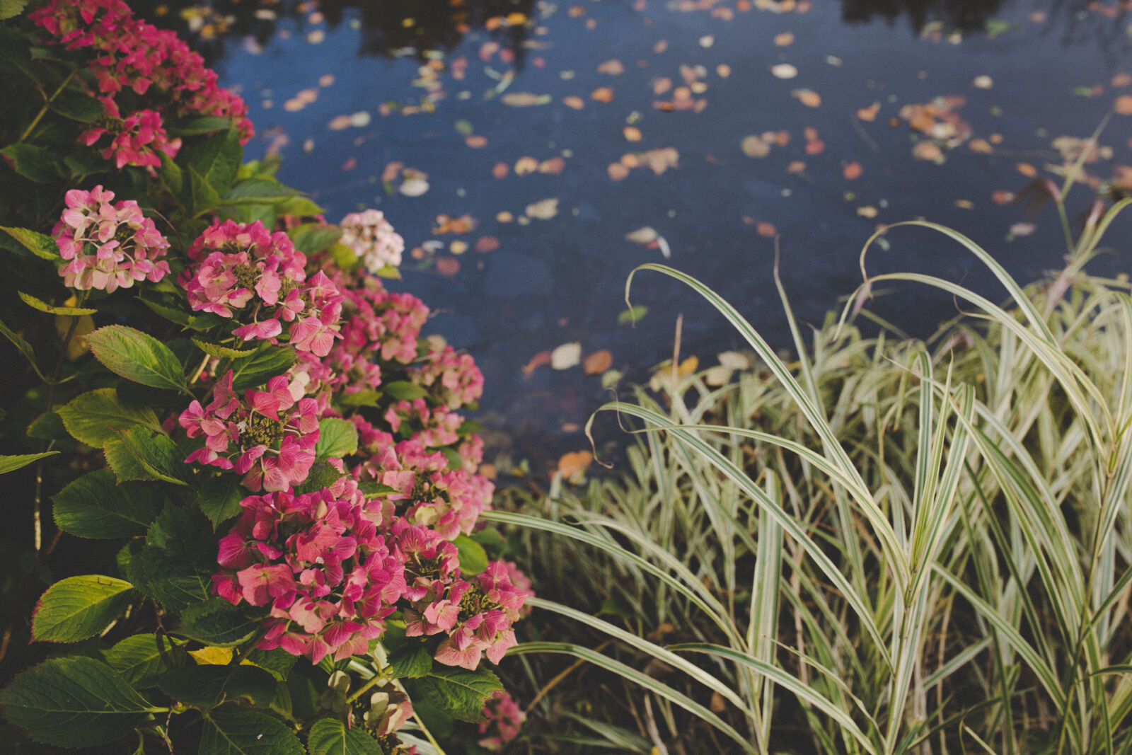 Sigma 35mm F1.4 DG HSM Art sample photo. Autumn, garden, hydrangea, nature photography